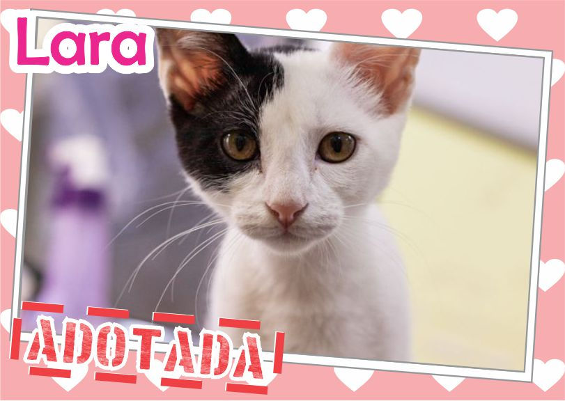 Mais de 1600 Histórias de Amor e Esperança