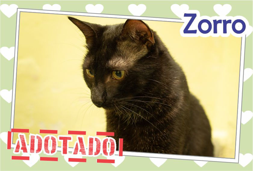 Zorro