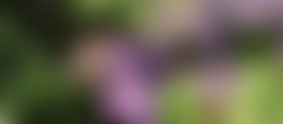 Von Bienen und Blumen