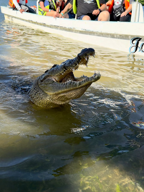 Crocodile on boat tour in Rio Lagartos with Harley-Davidson motorcycles used for guided tours in Mexico