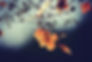 Blumen Zweig orange.jpg