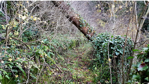 overgrown path in forest