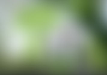 Le Parc amazonien fête ses 10 ans