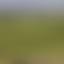 Government backs Māori horticulture project