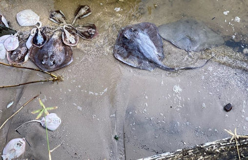 Fish Kill at Indian River Lagoon Was Months in the Making