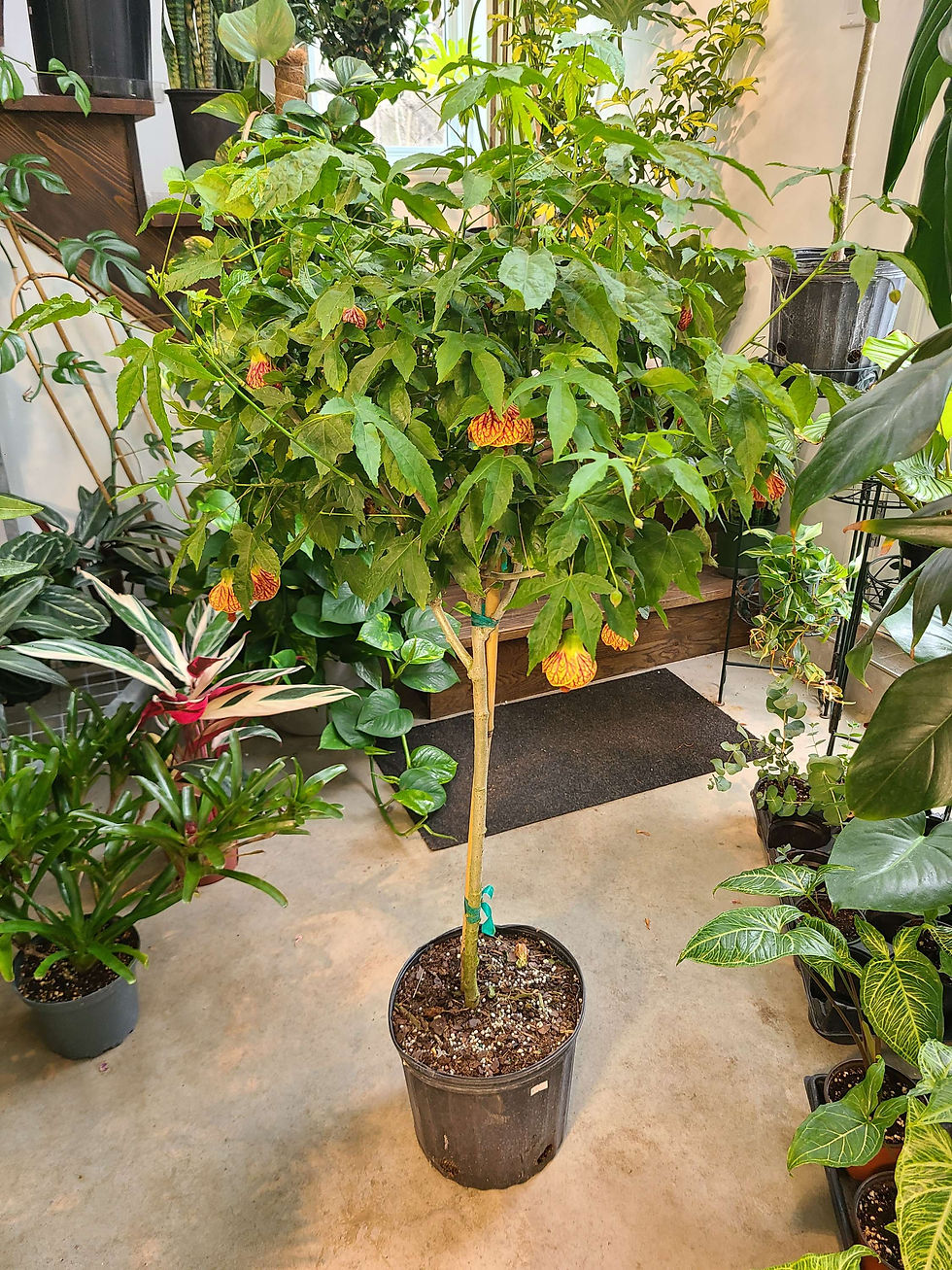 Abutilon Biltmore Ballgown