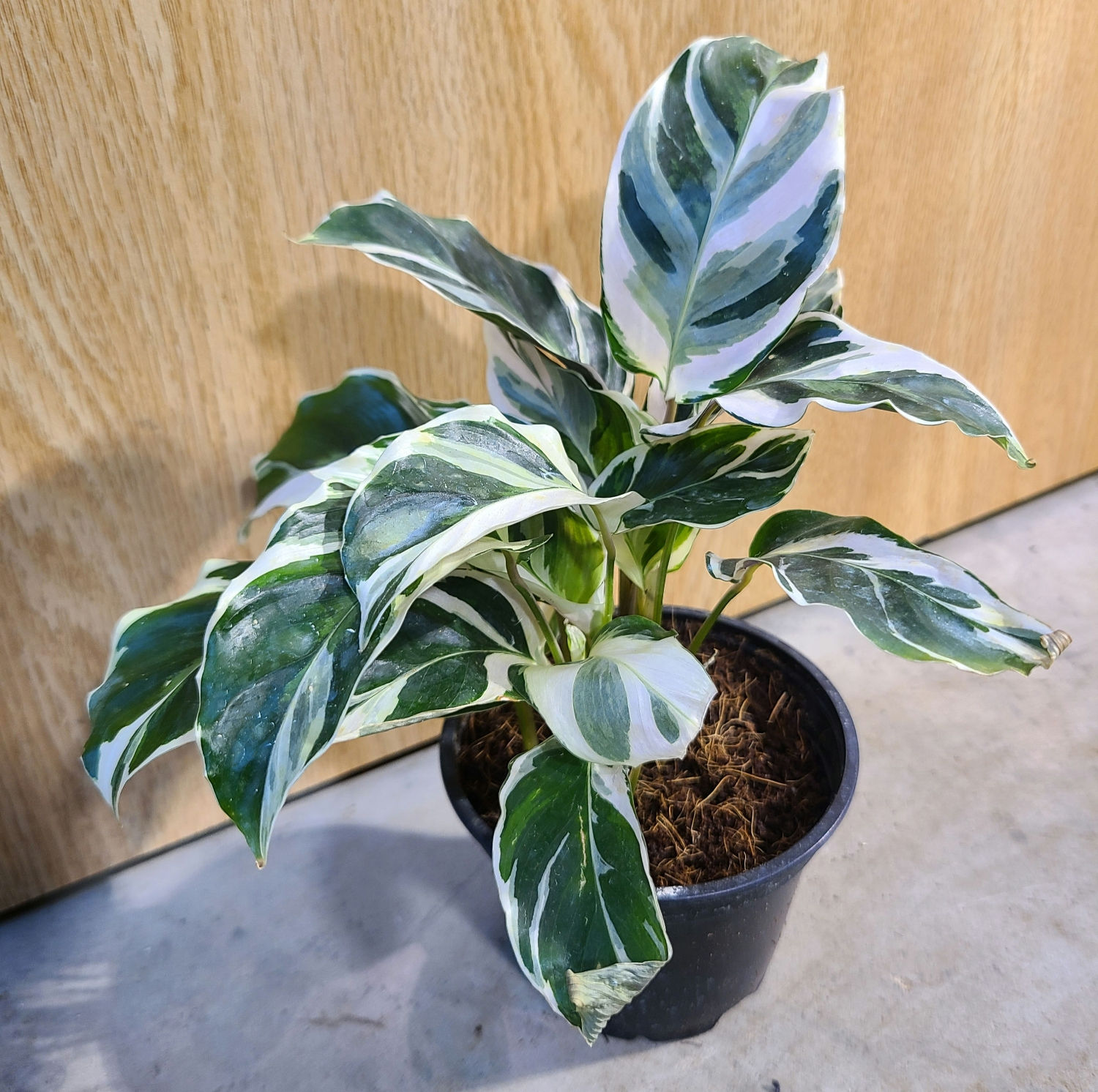 Calathea white Fusion