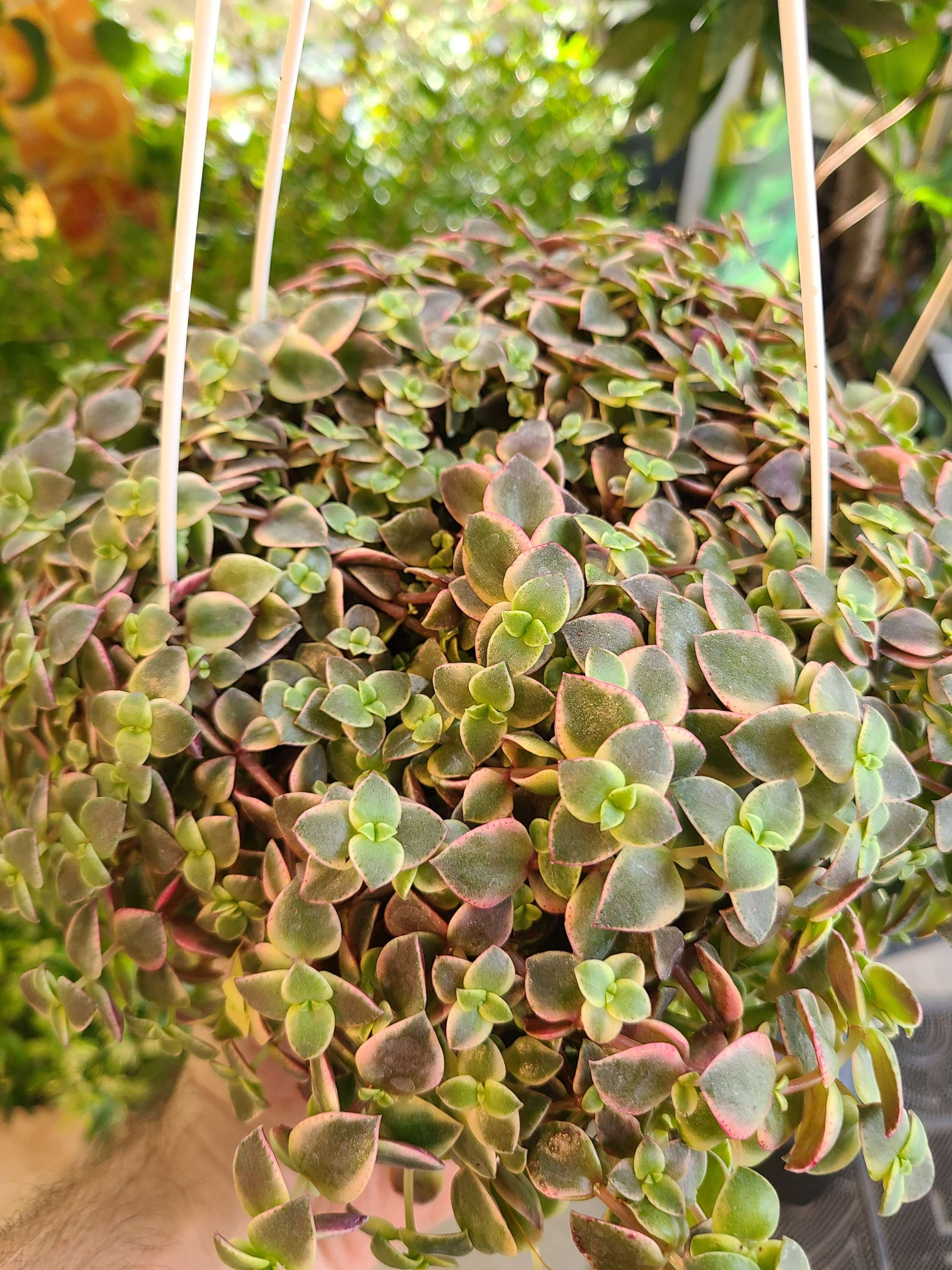 Crassula pellucida variegated 