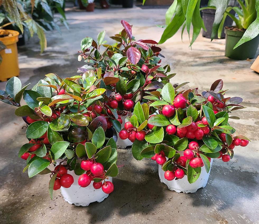 Gaultheria (Thé des bois )