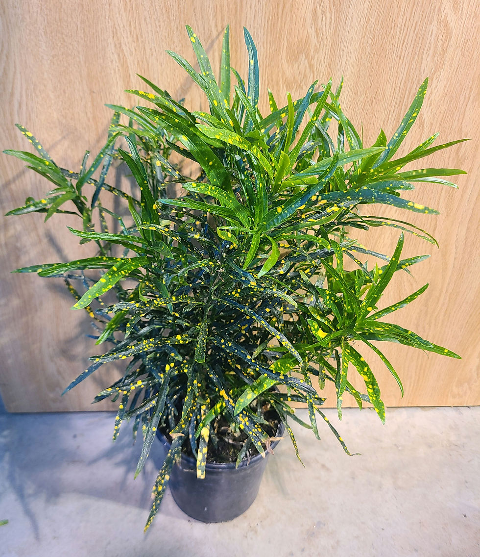 Croton Brasileirinho