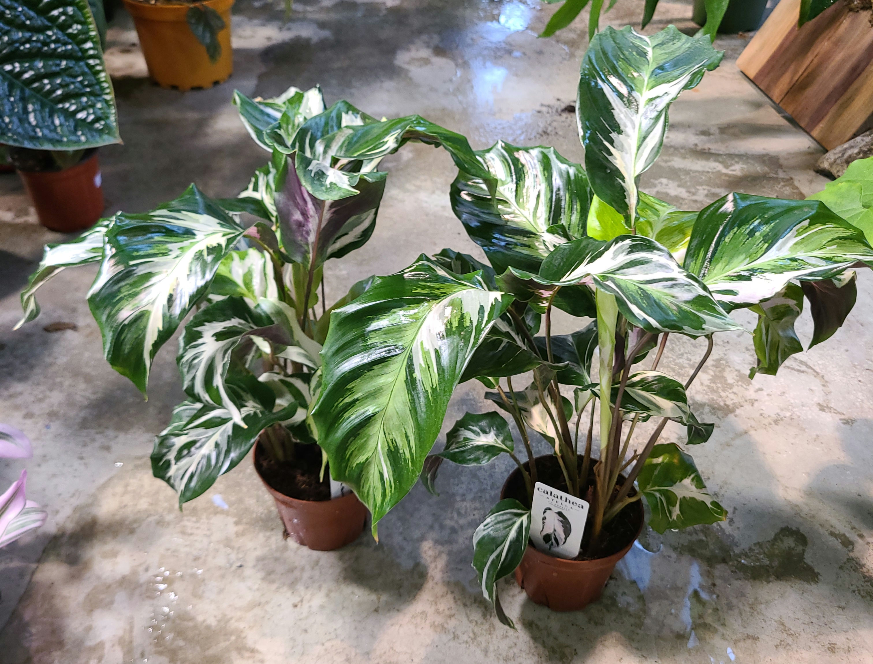 Calathea Stella