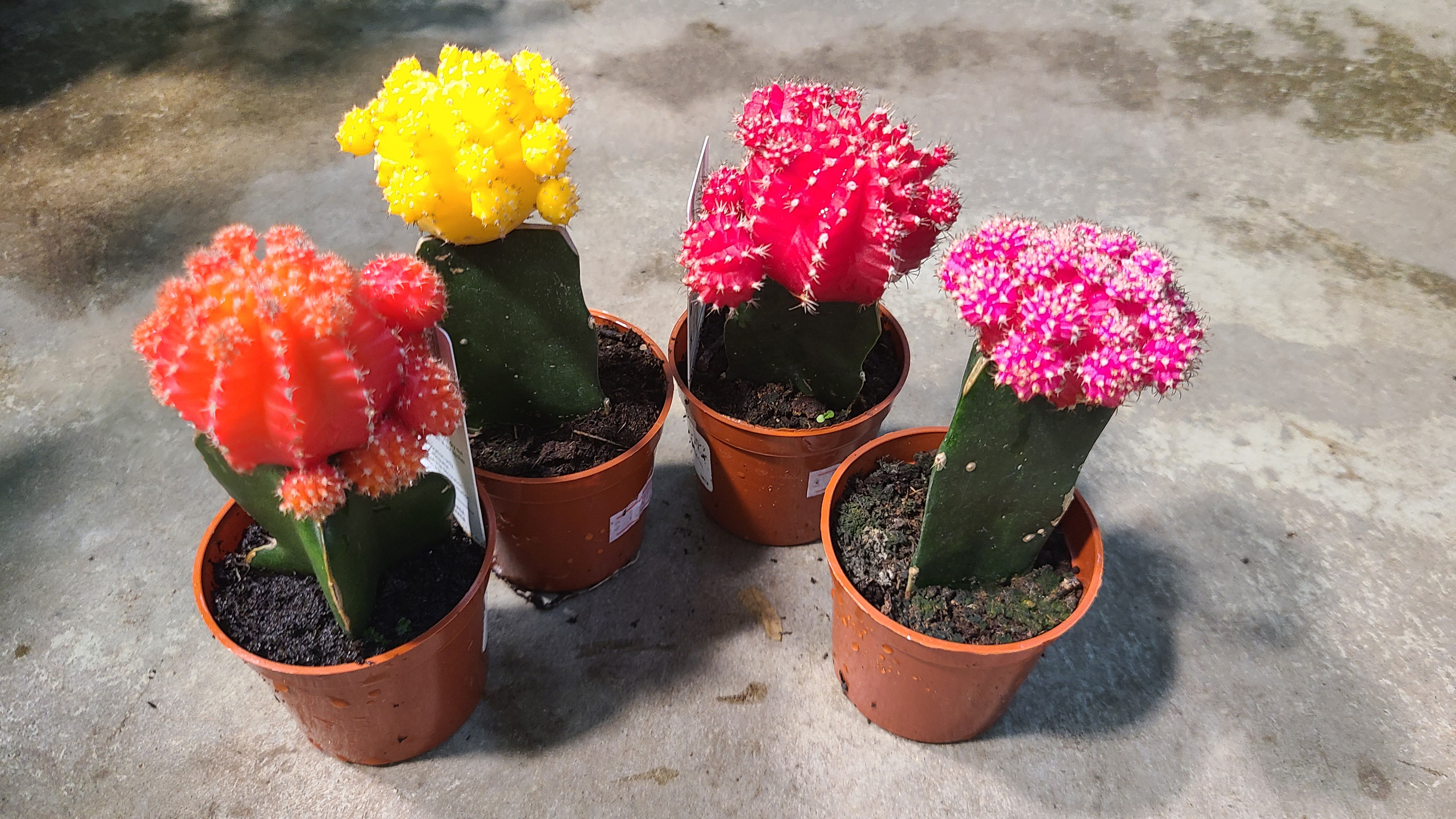 Cactus greffé