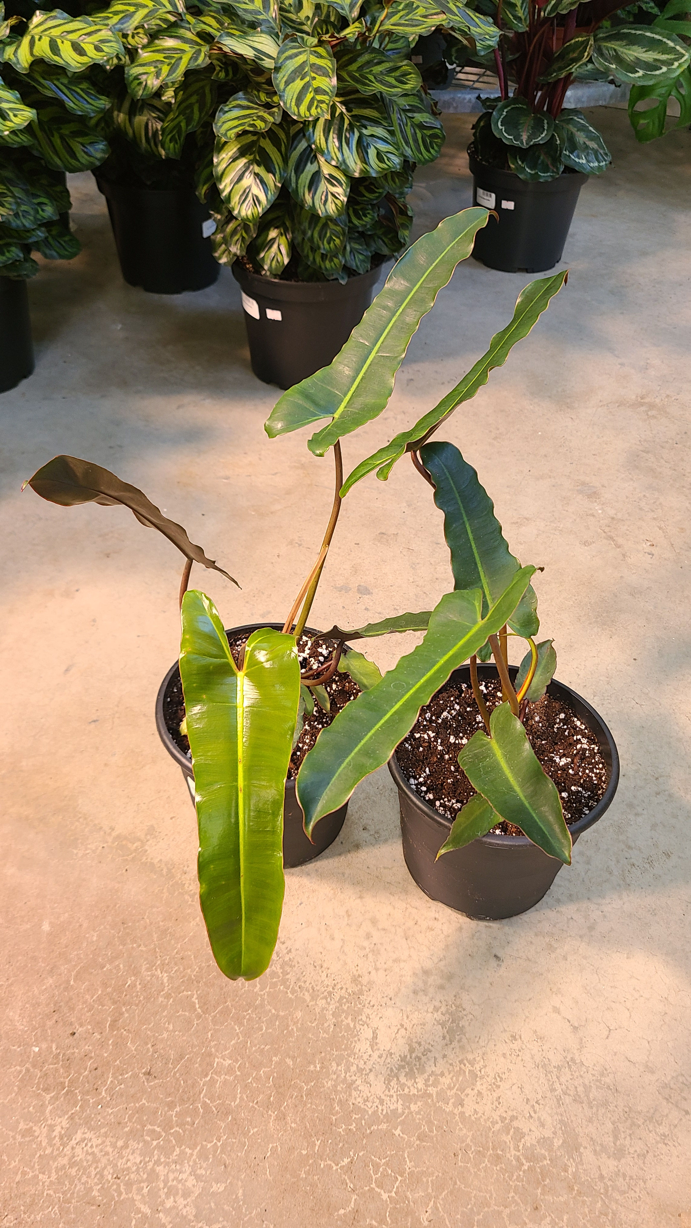 Philodendron Black Billietiae