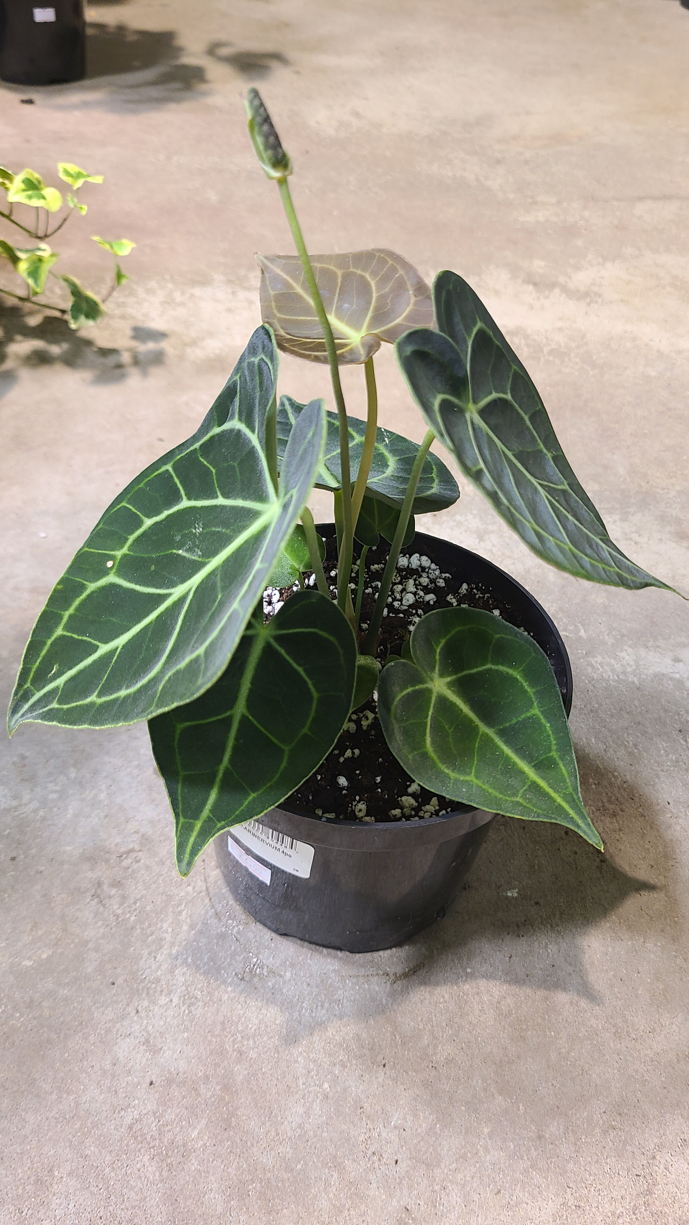 Anthurium Clarinervium