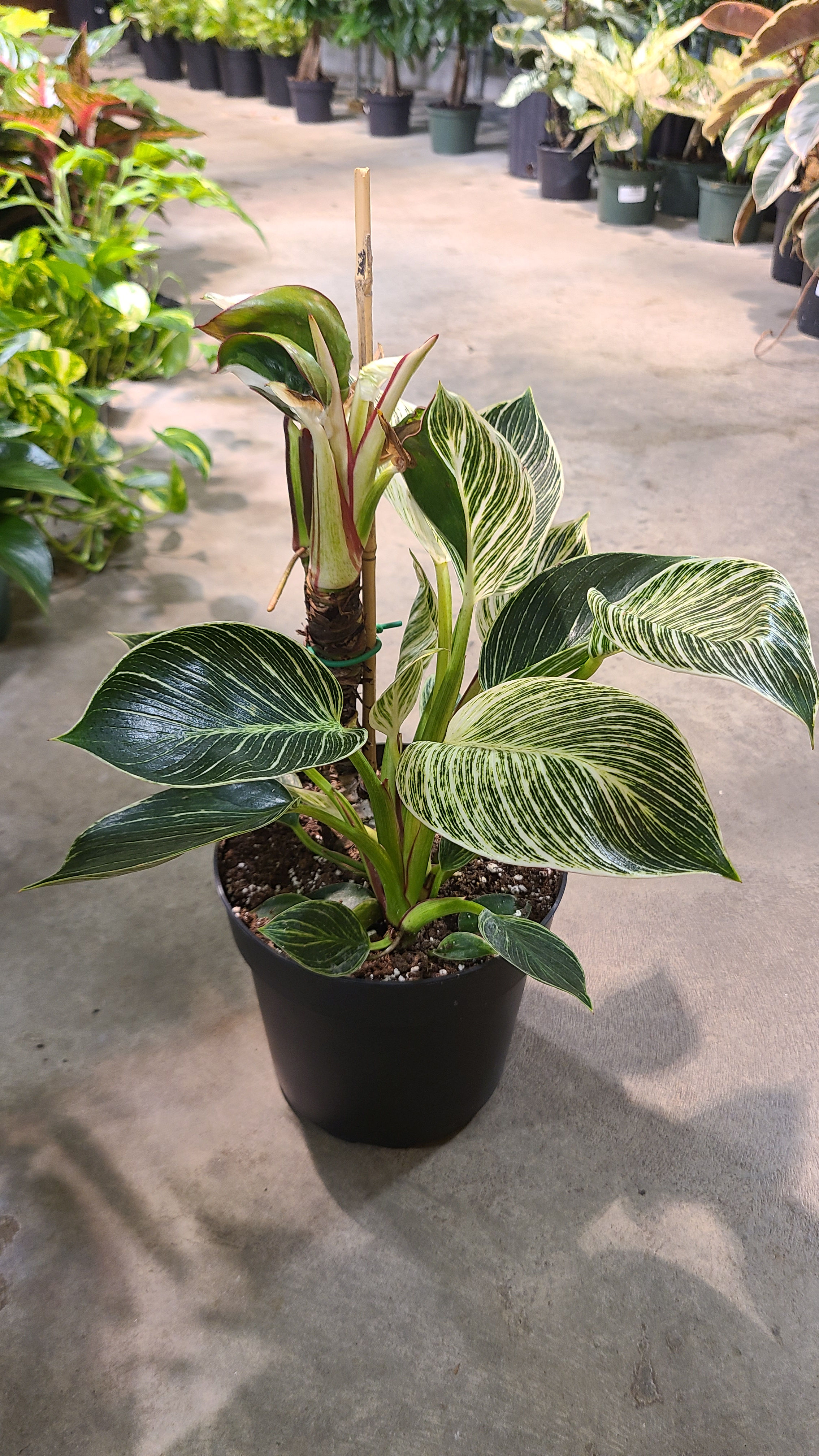 Philodendron Birkin