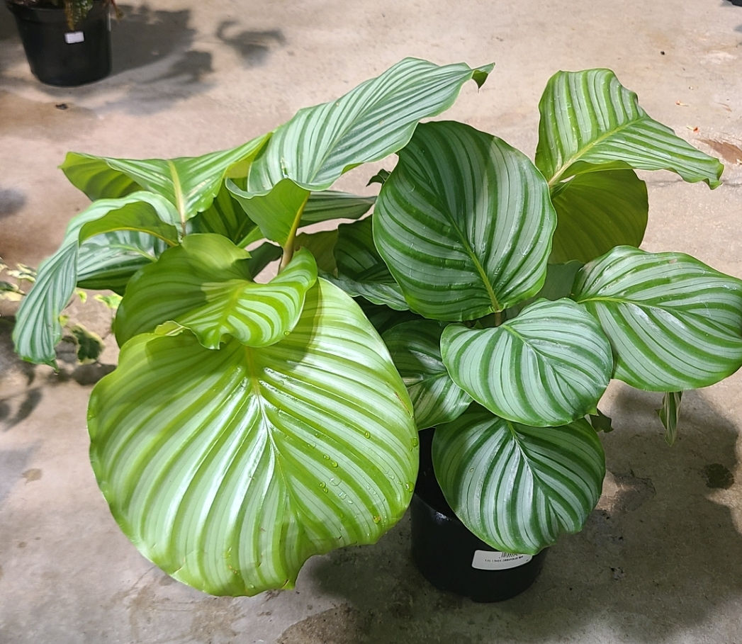 Calathea Orbifolia