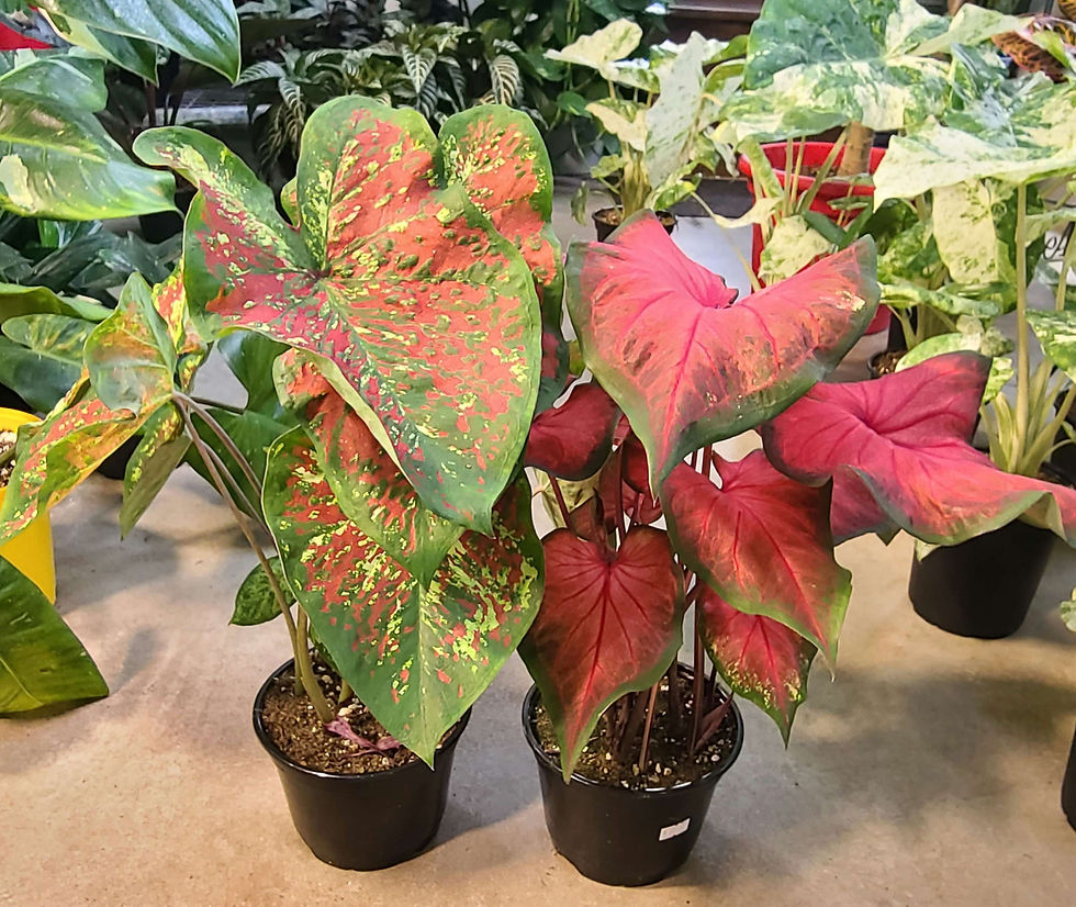 Caladium assorties