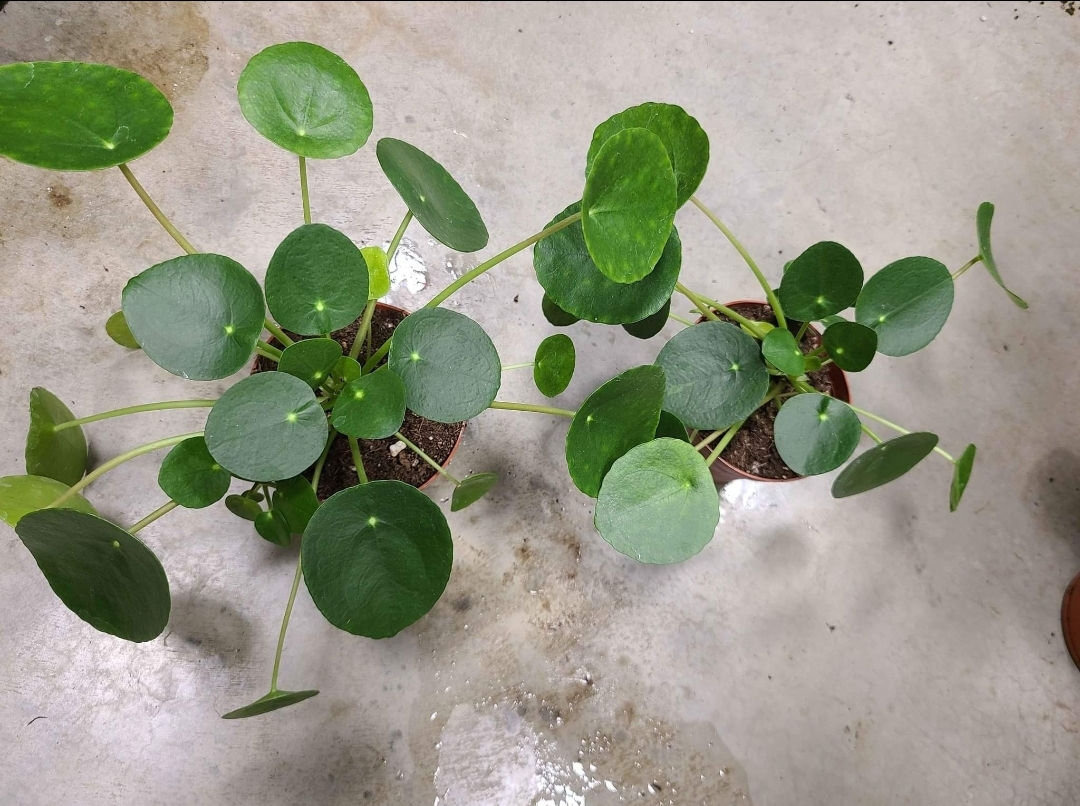 Peperomia Peperomioides