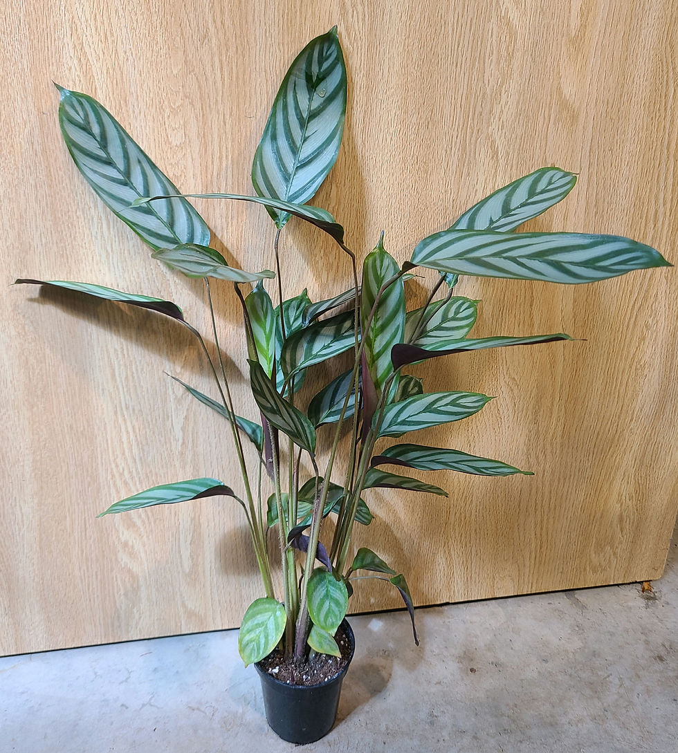 Calathea Concinna