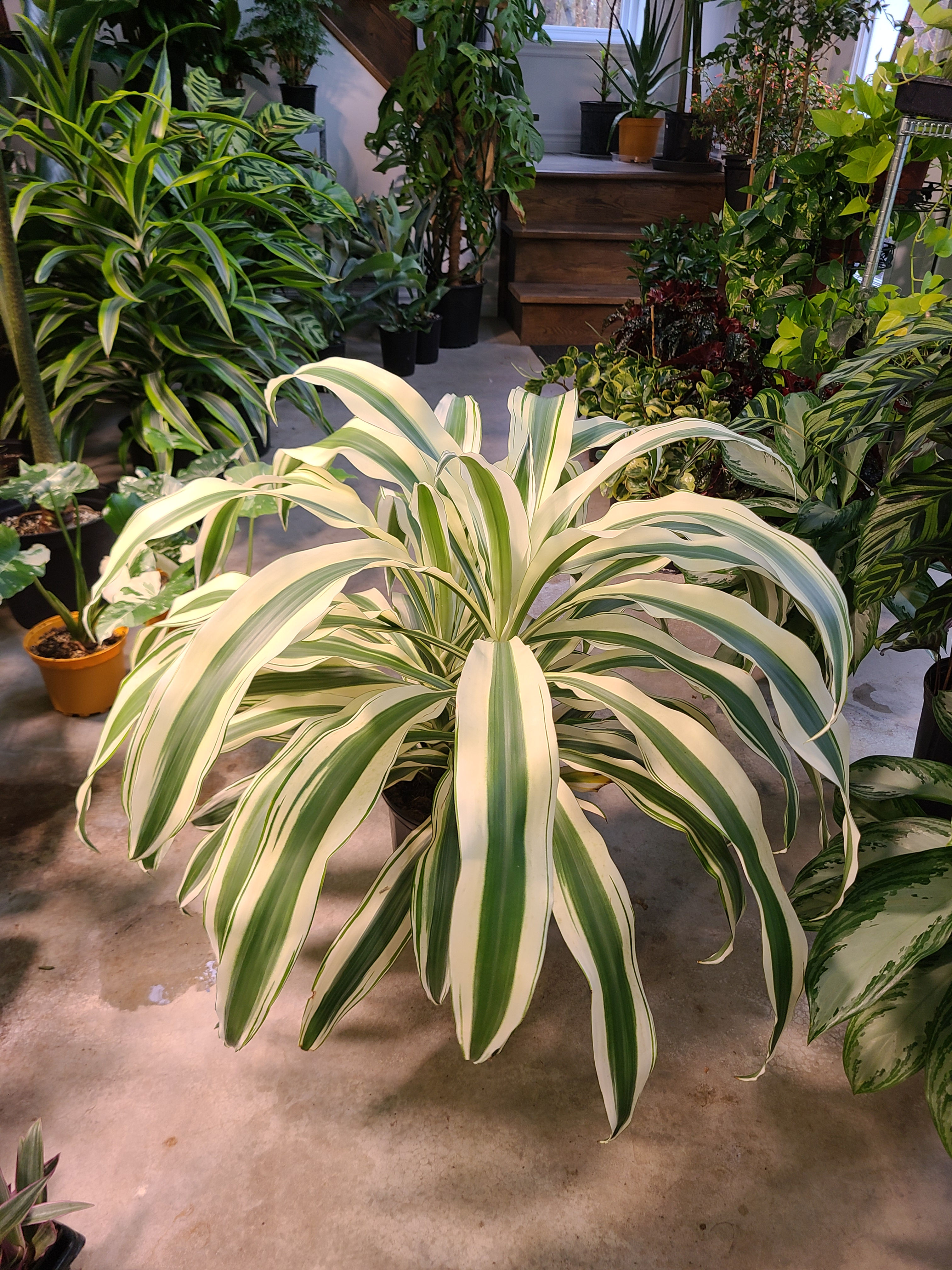 Dracaena white aspen 