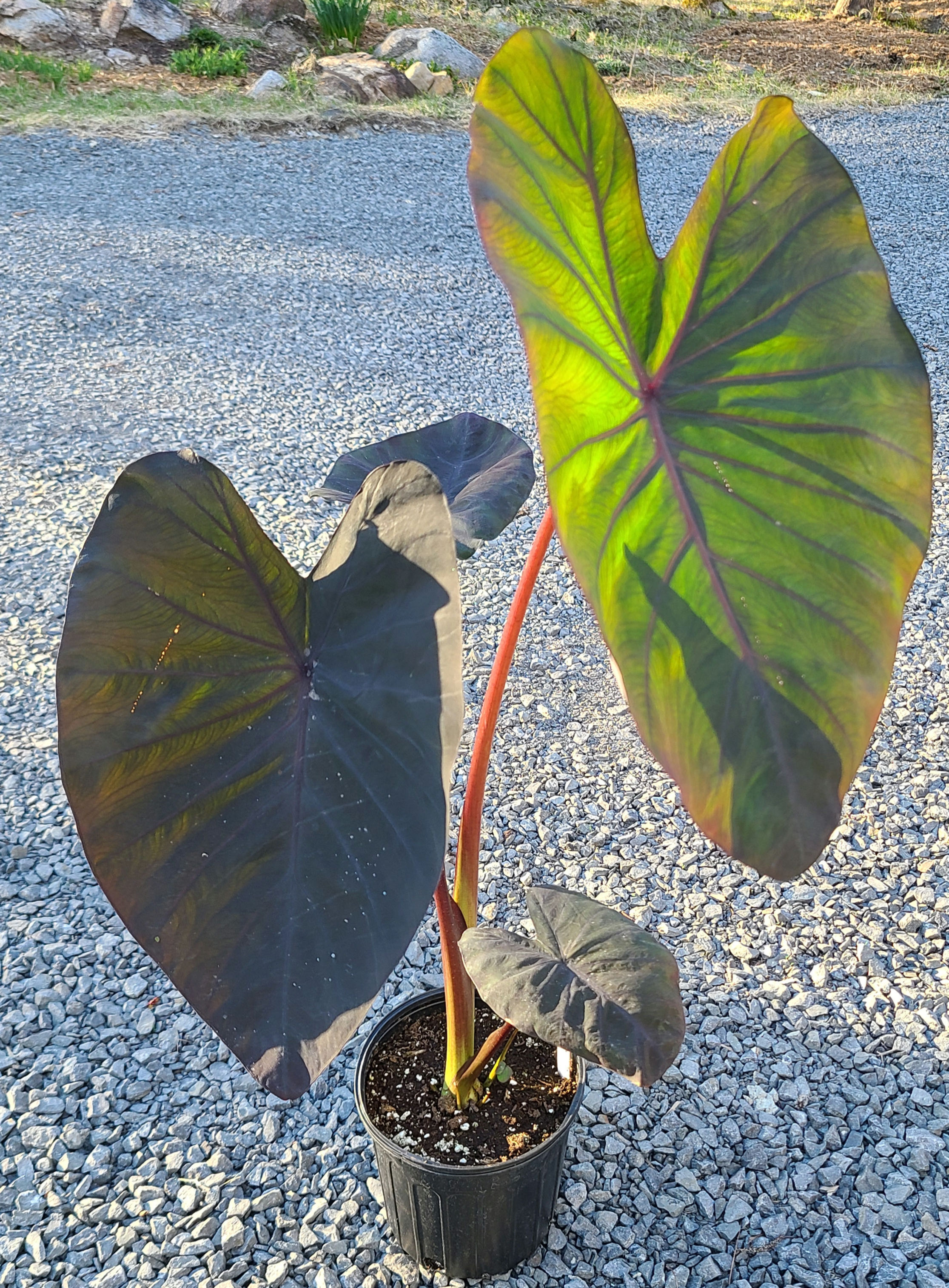Colocasia Black Magic