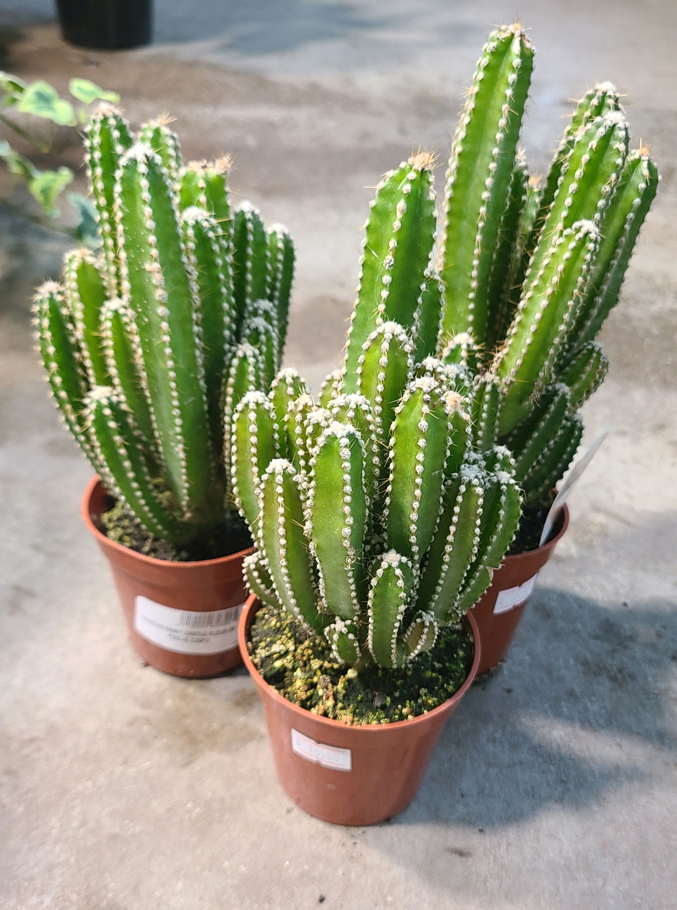 Cereus Fairy Castle