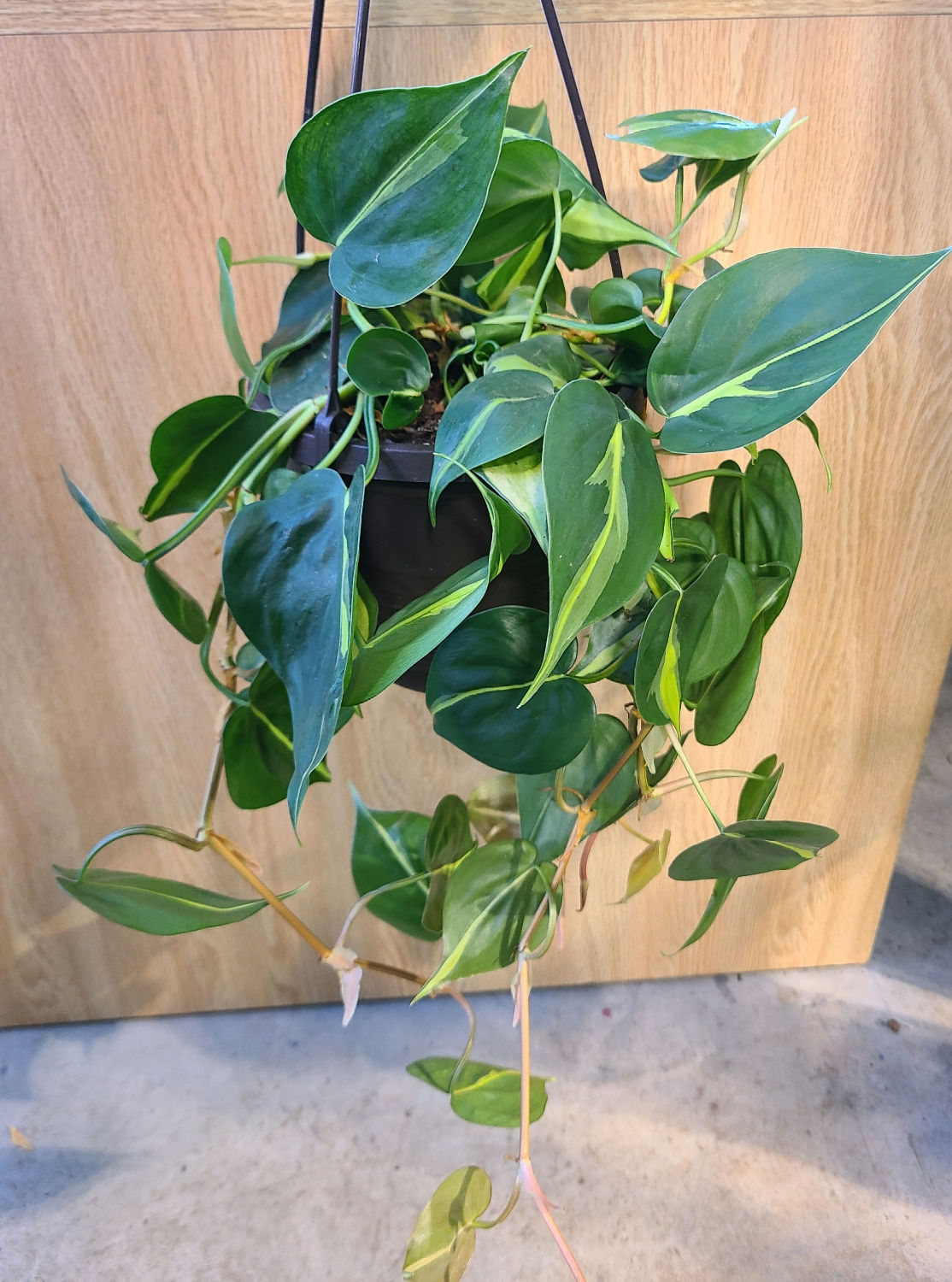 Philodendron Brasil
