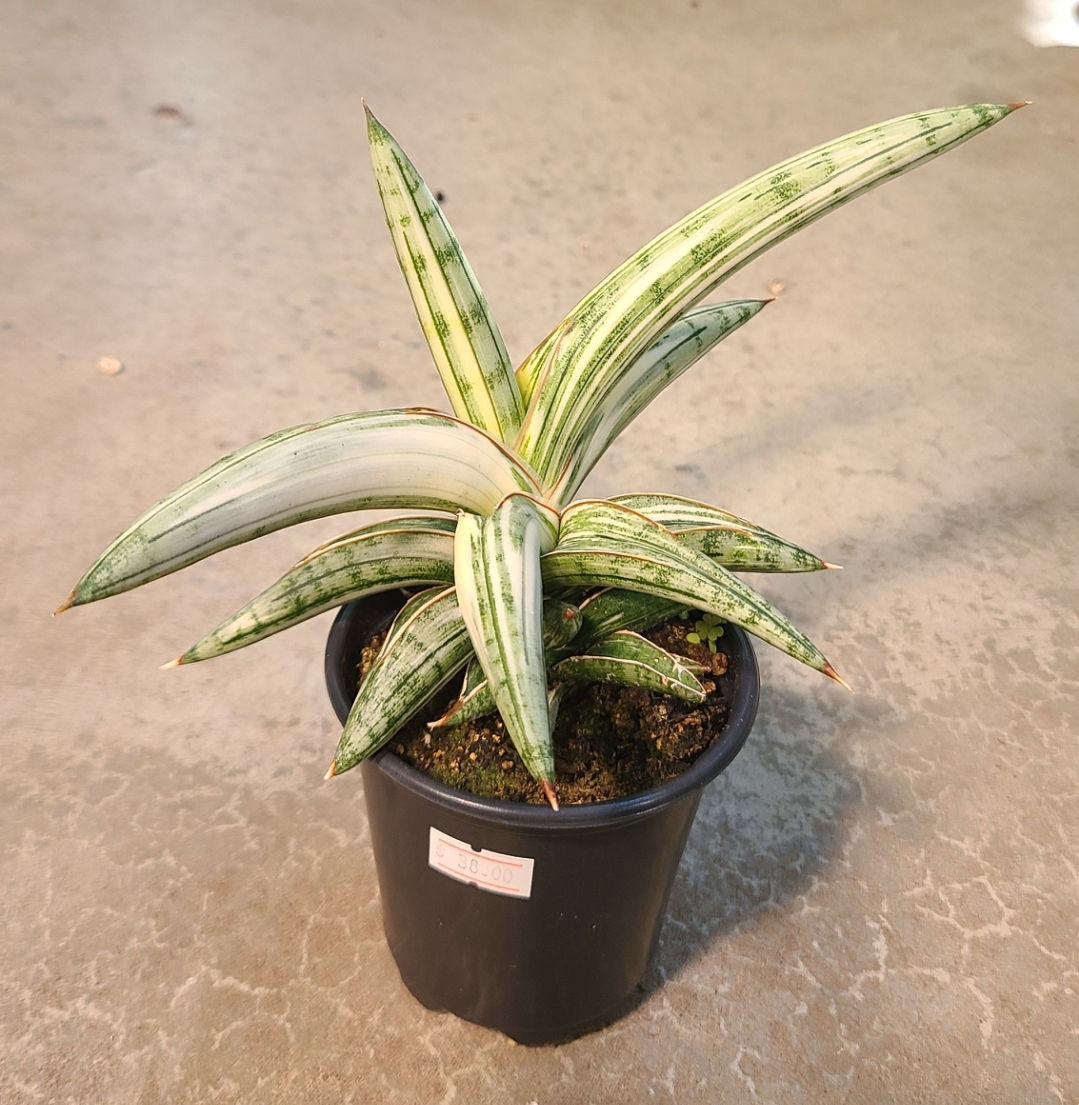 Sansevieria Lavarnos Blue Clone Variegated
