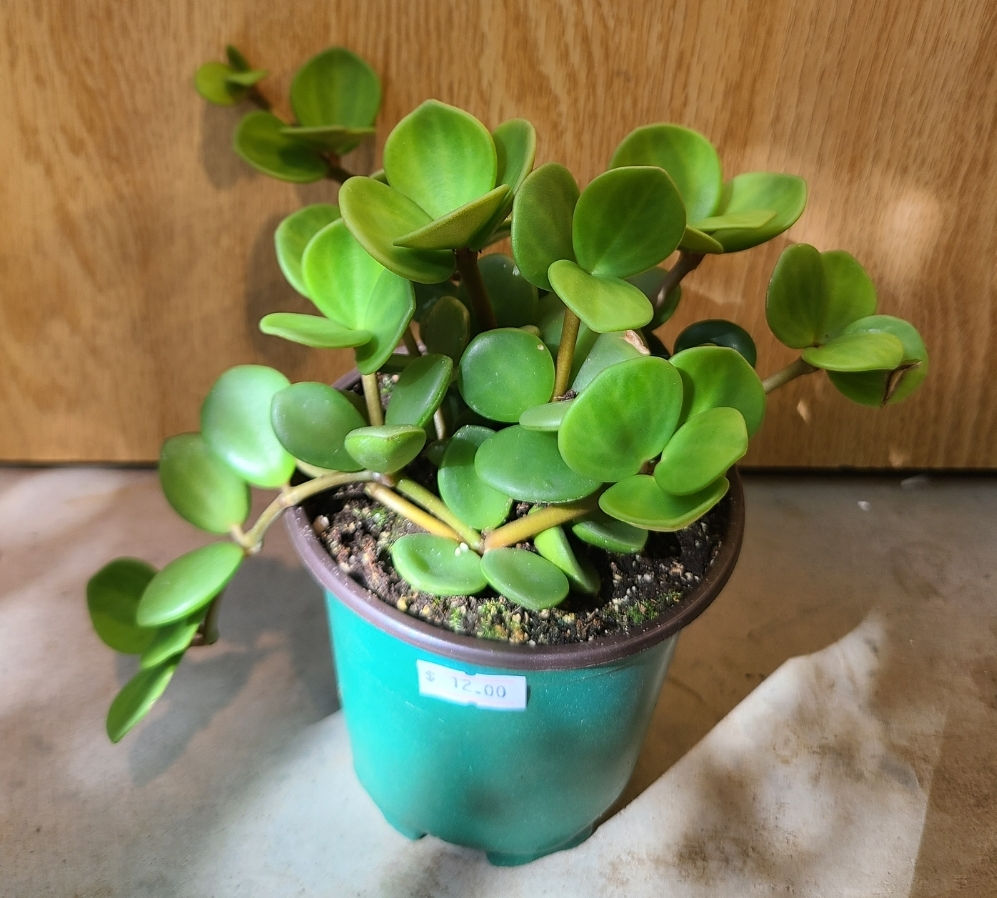 Peperomia hope 
