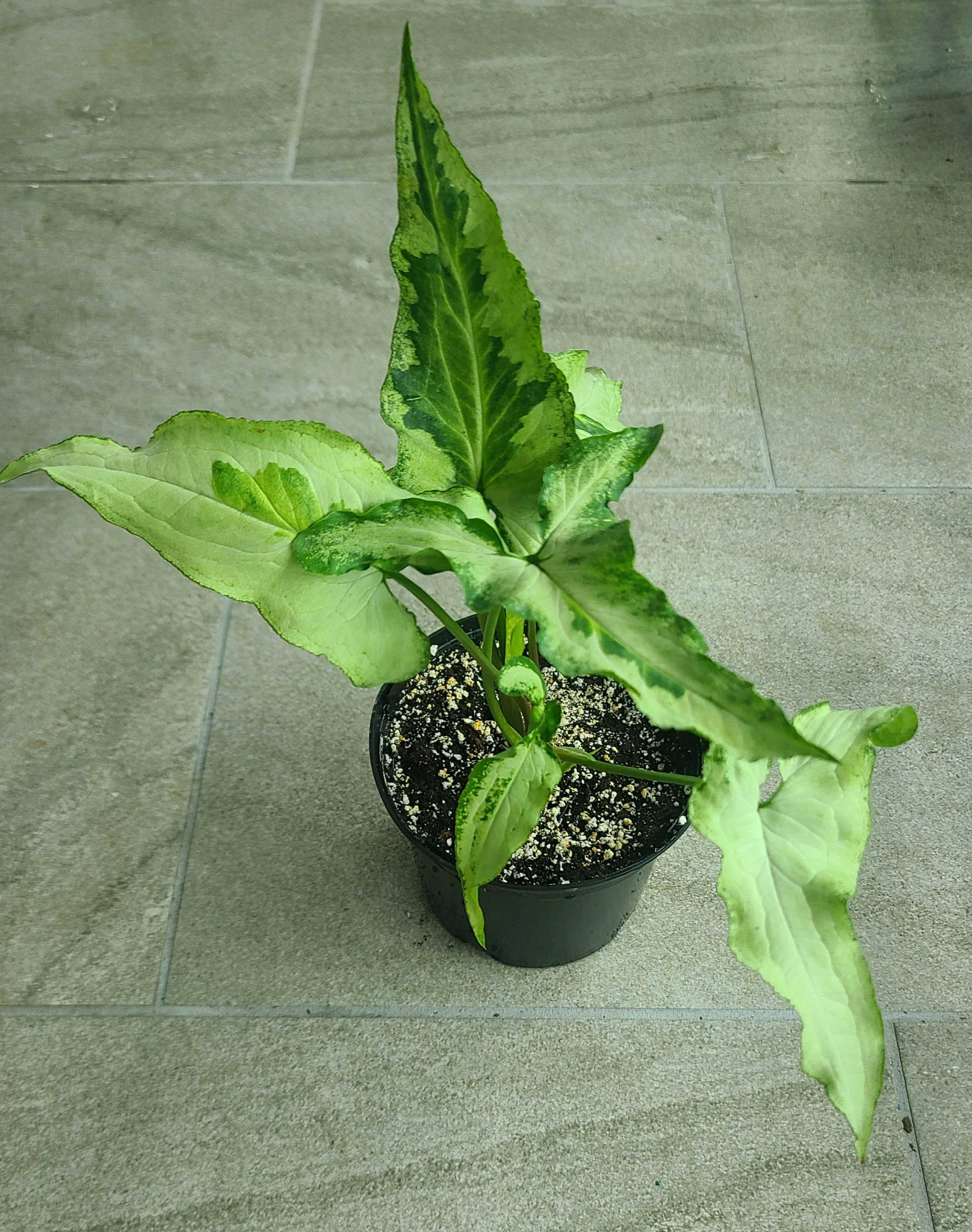 Syngonium three kings 