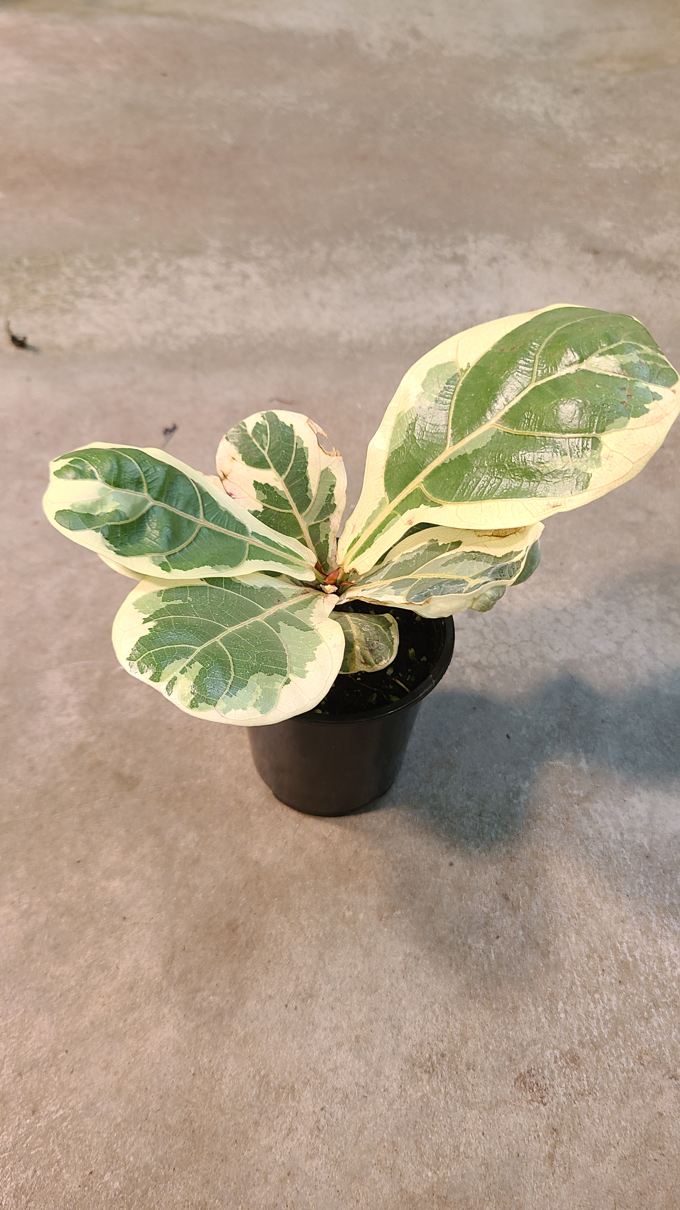 Ficus Lyrata variegated