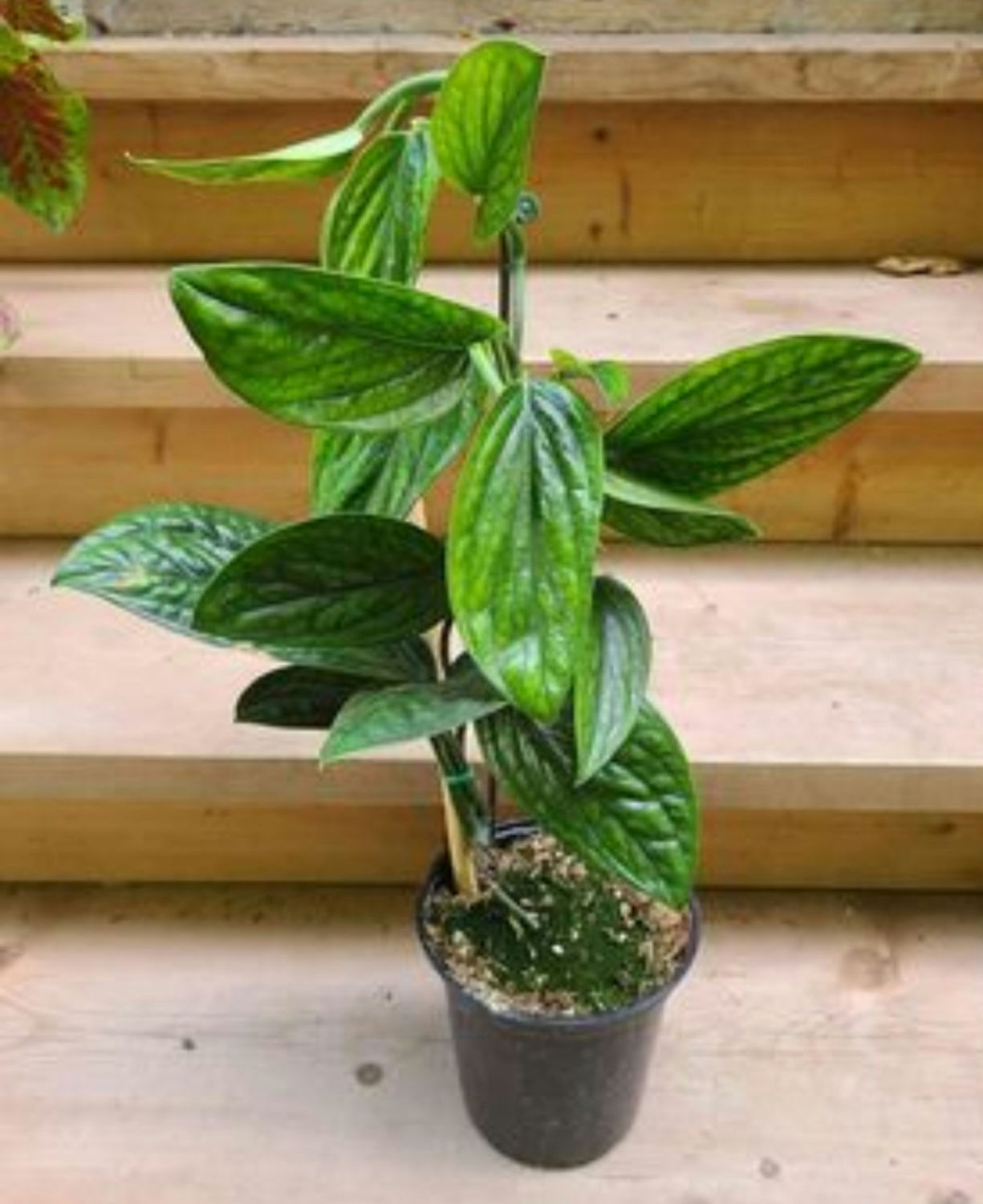 Monstera Peru
