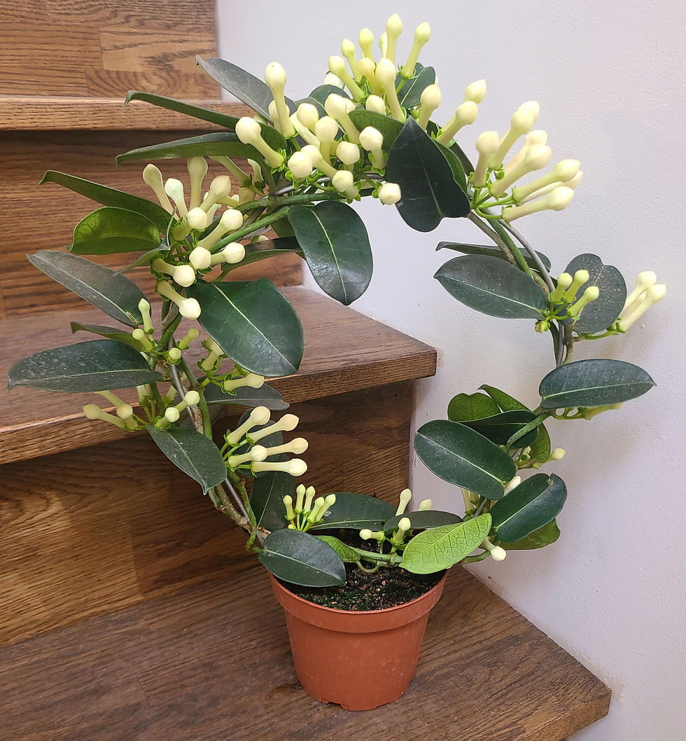Jasmin de Madagascar "Stephanotis "