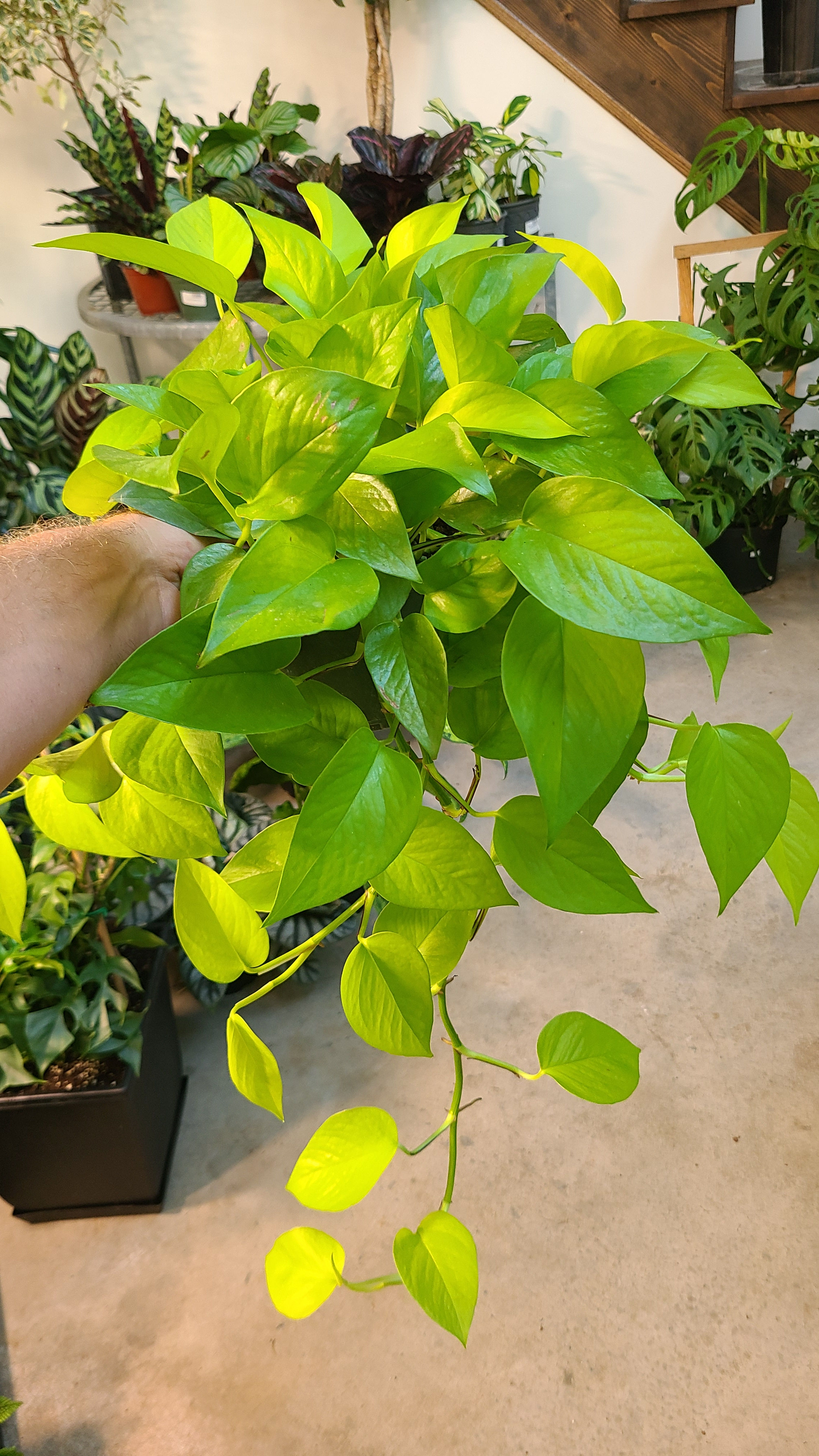 Pothos neon 