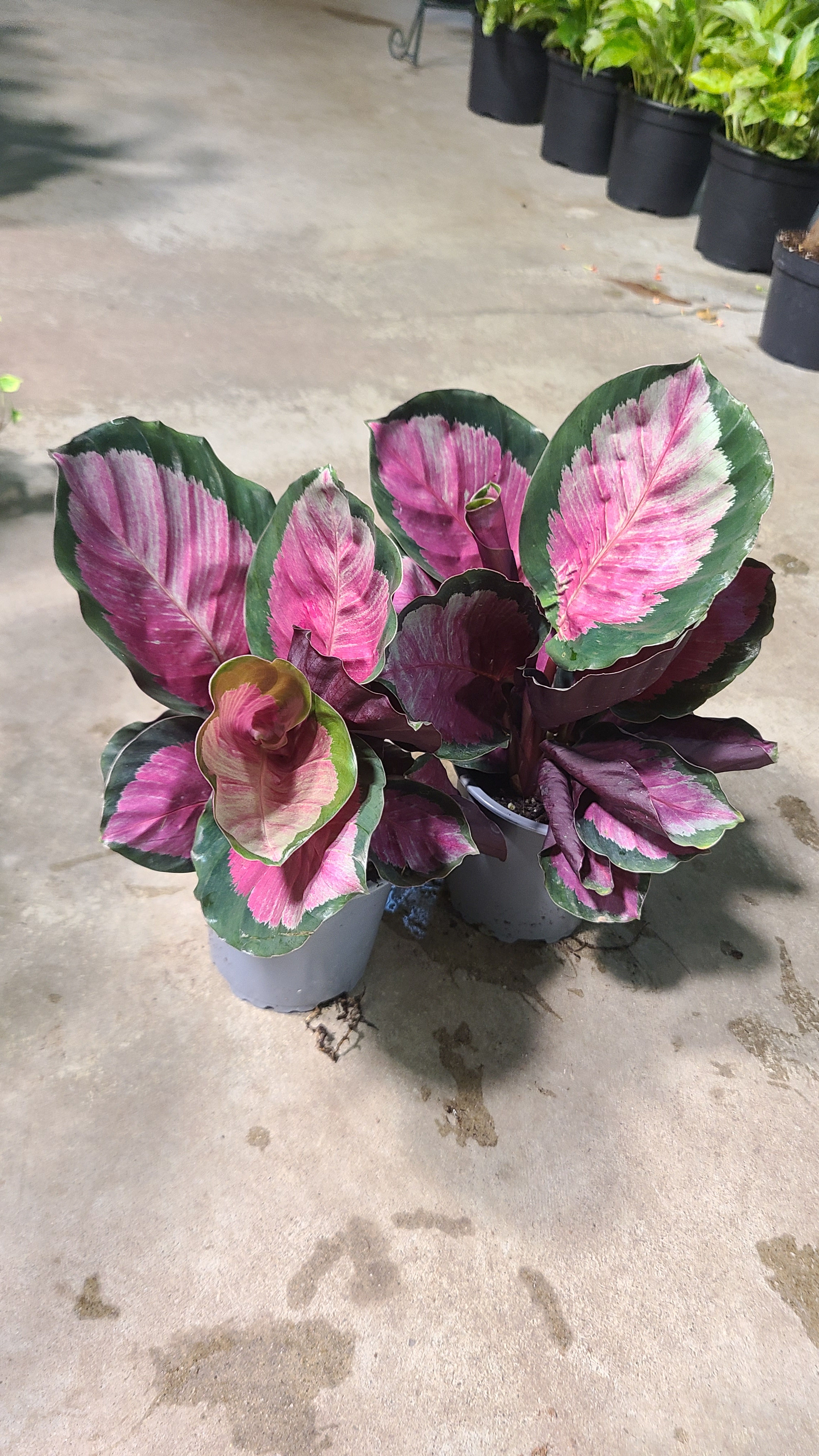 Calathea Roseopicta
