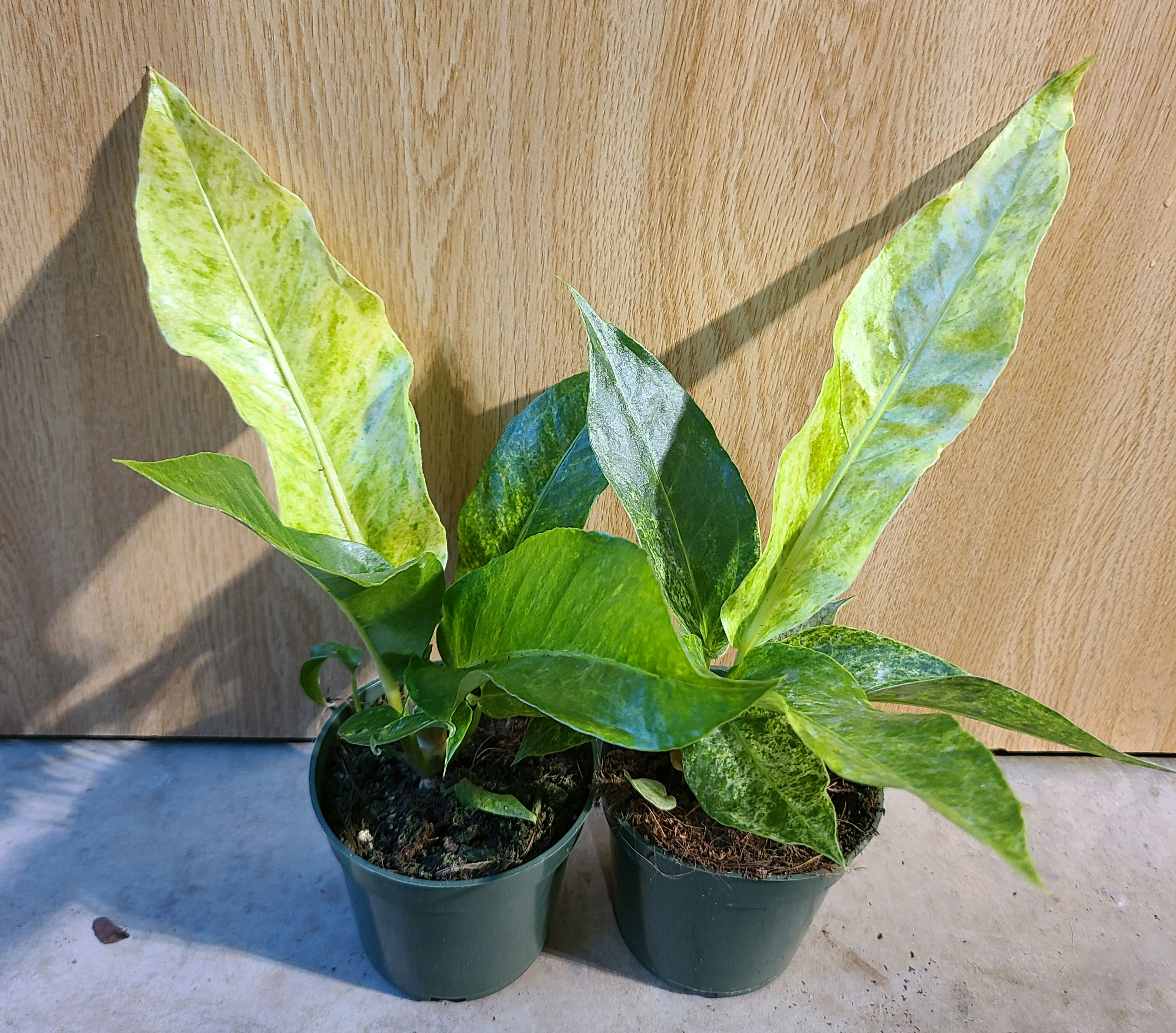 Anthurium Hookeri variegated