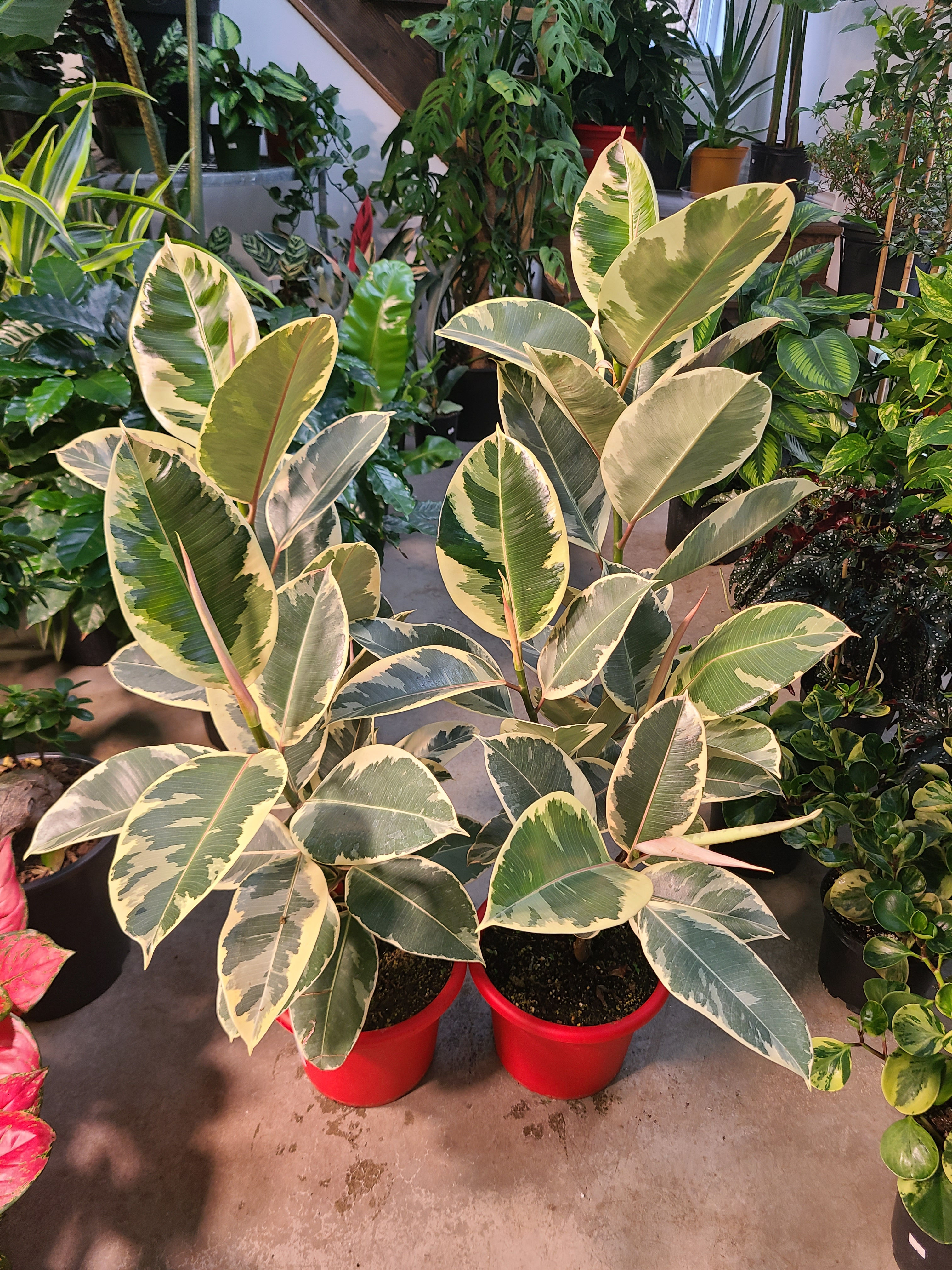 Ficus tineke 
