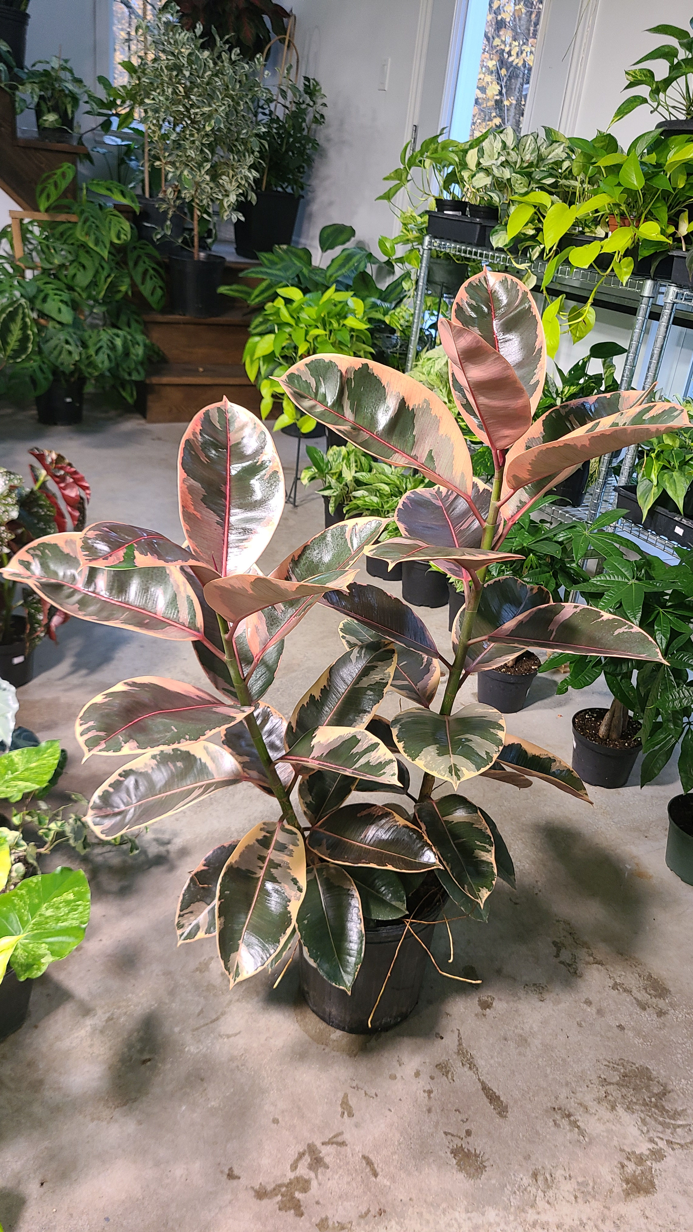 Ficus Elastica Ruby