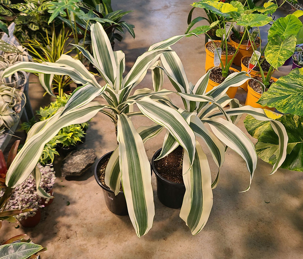 Dracaena White Aspen