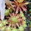 Miniature :  vivace Sempervivum "joubarbe" de collection