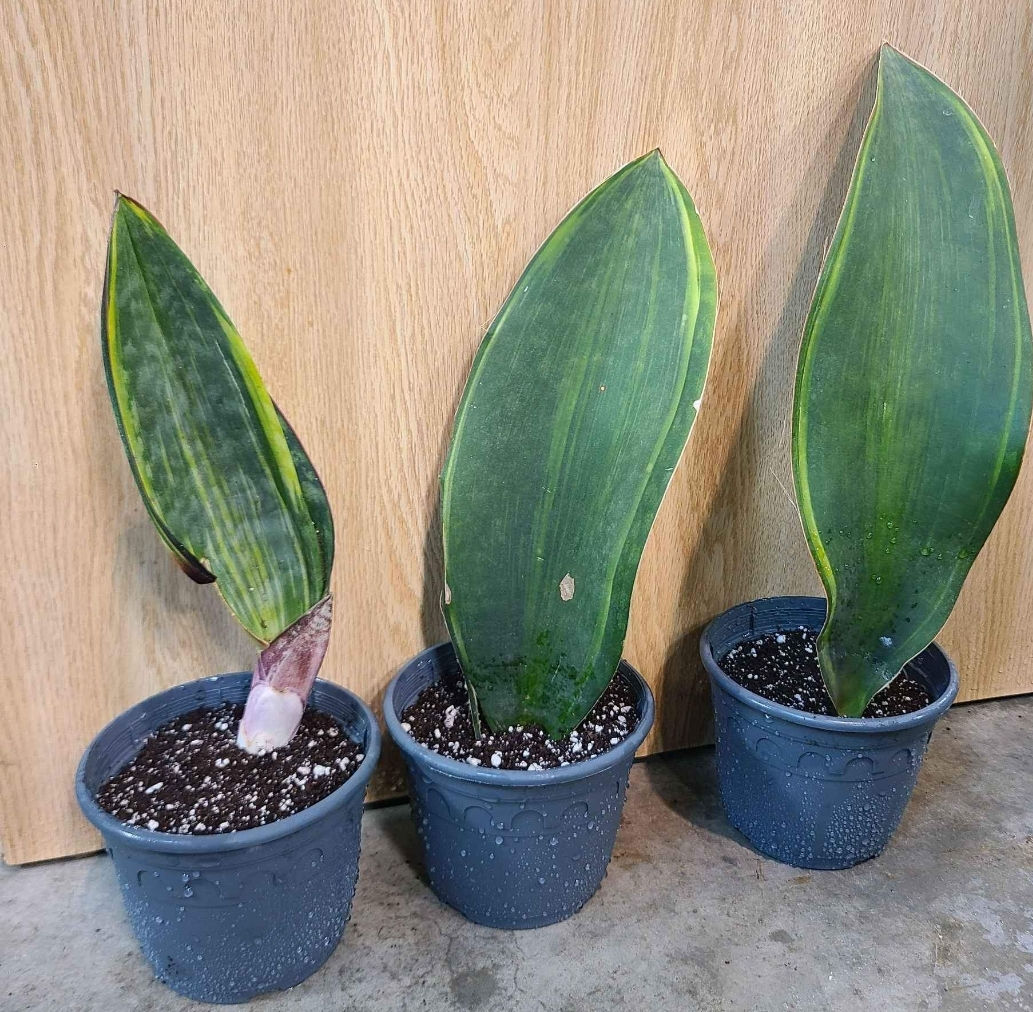Sansevieria whale fin variegated
