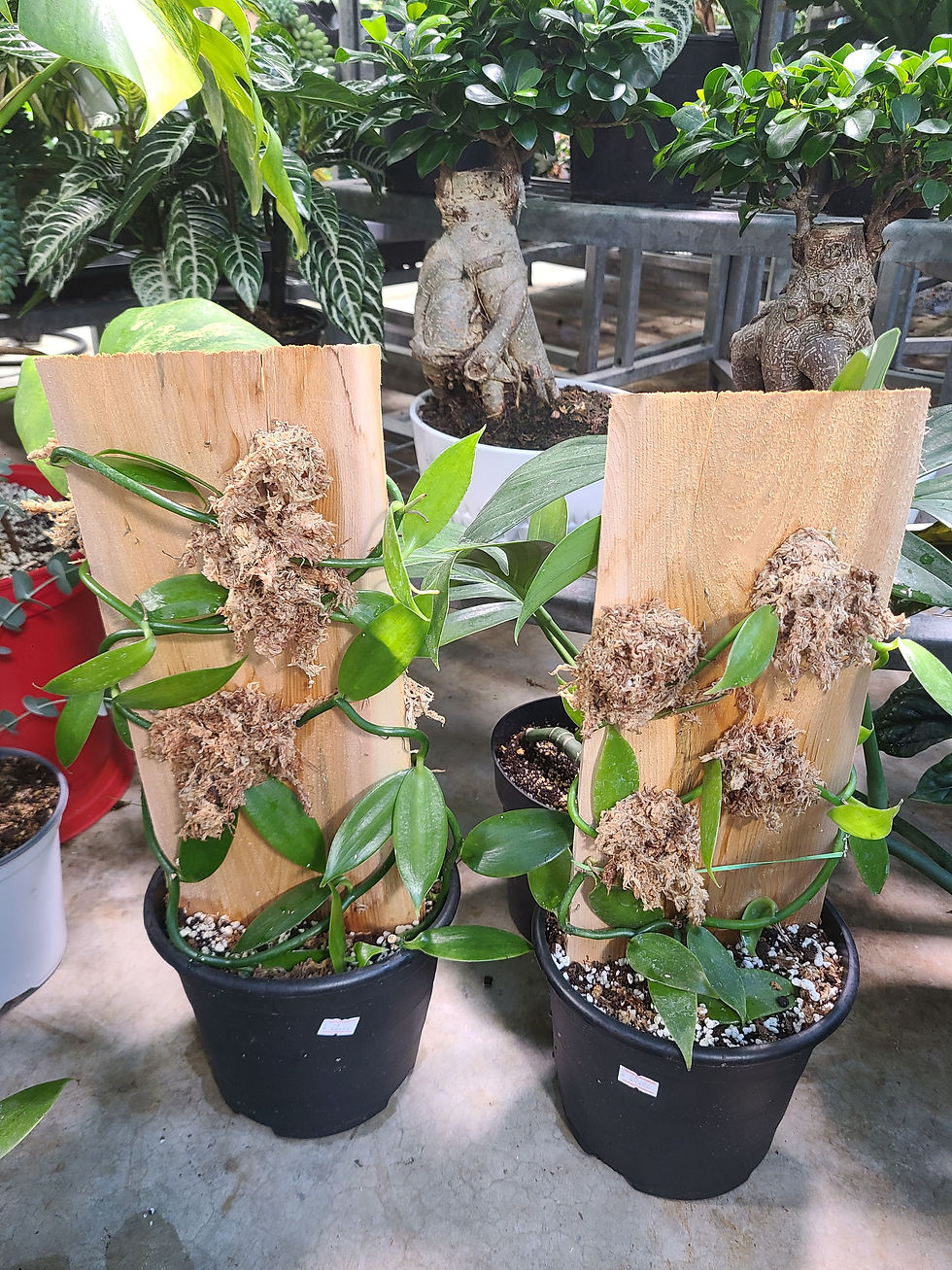 Orchidée Vanillier (orchid vanilla)