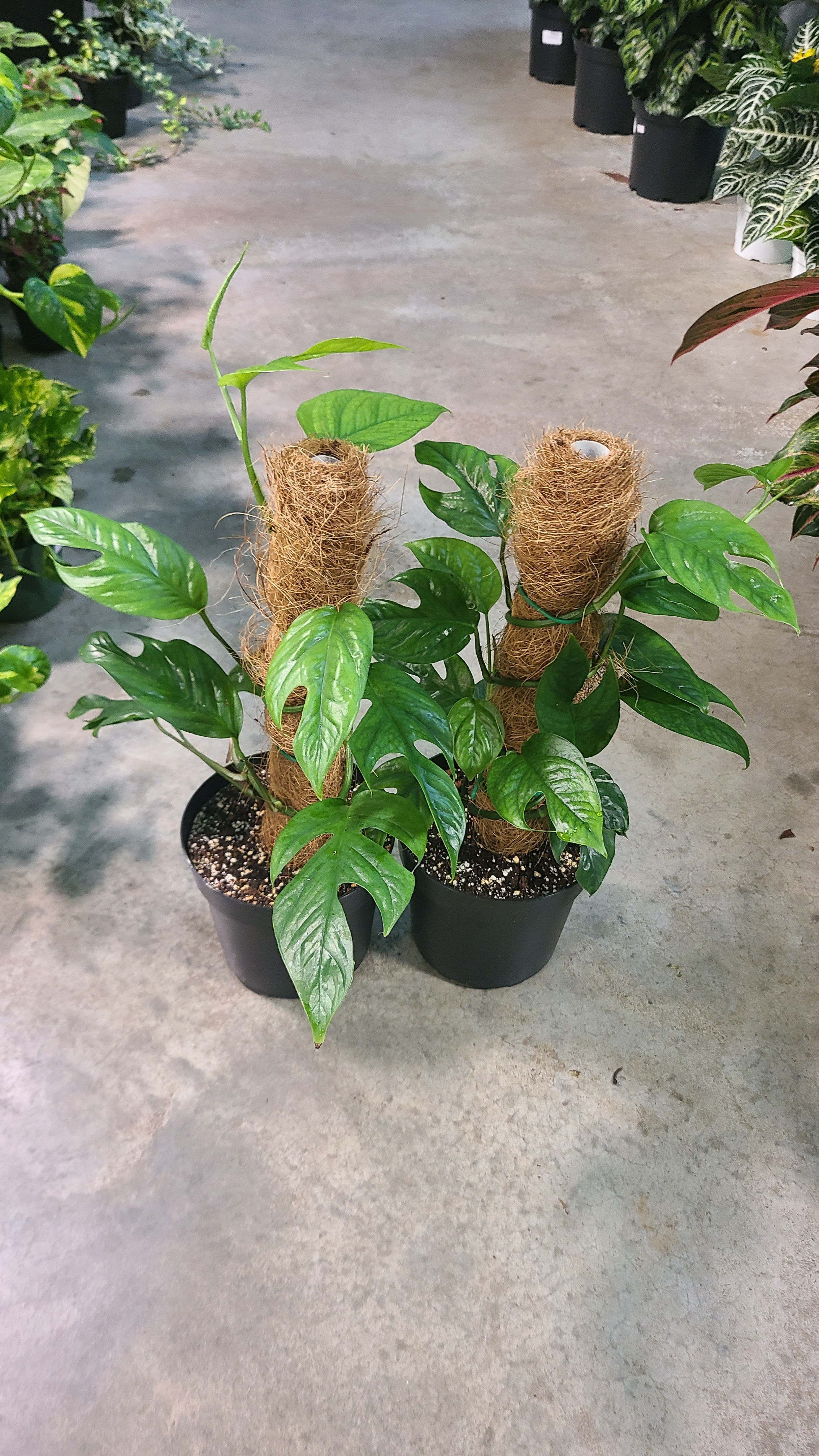 Epipremnum pinnatum
