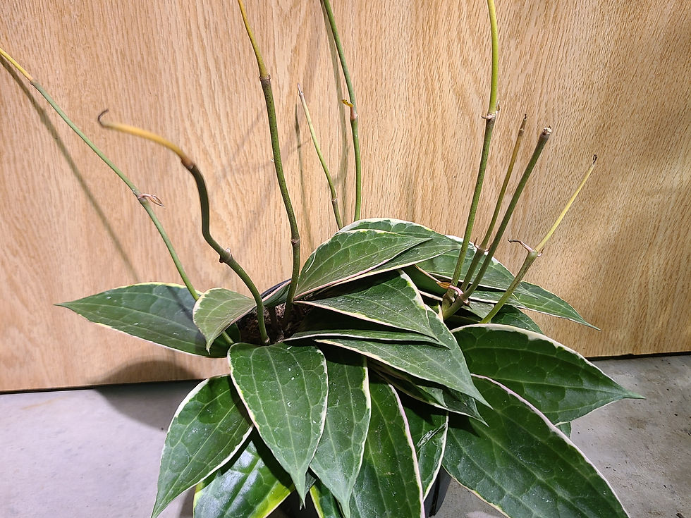 Hoya Macrophylla variegated