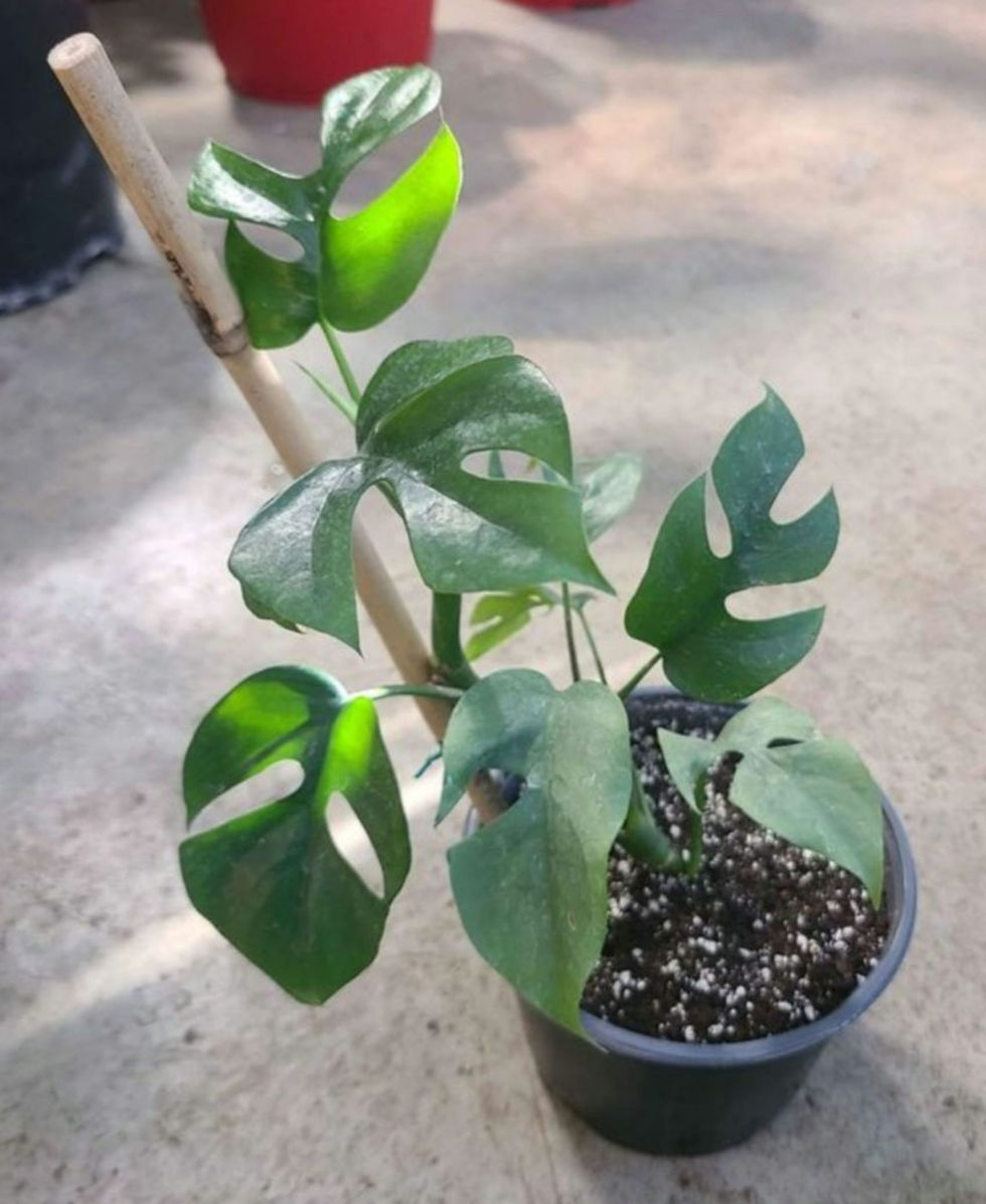 Monstera minima raphidophora tetrasperma