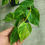 Miniature : Philodendron hederacum variegated 