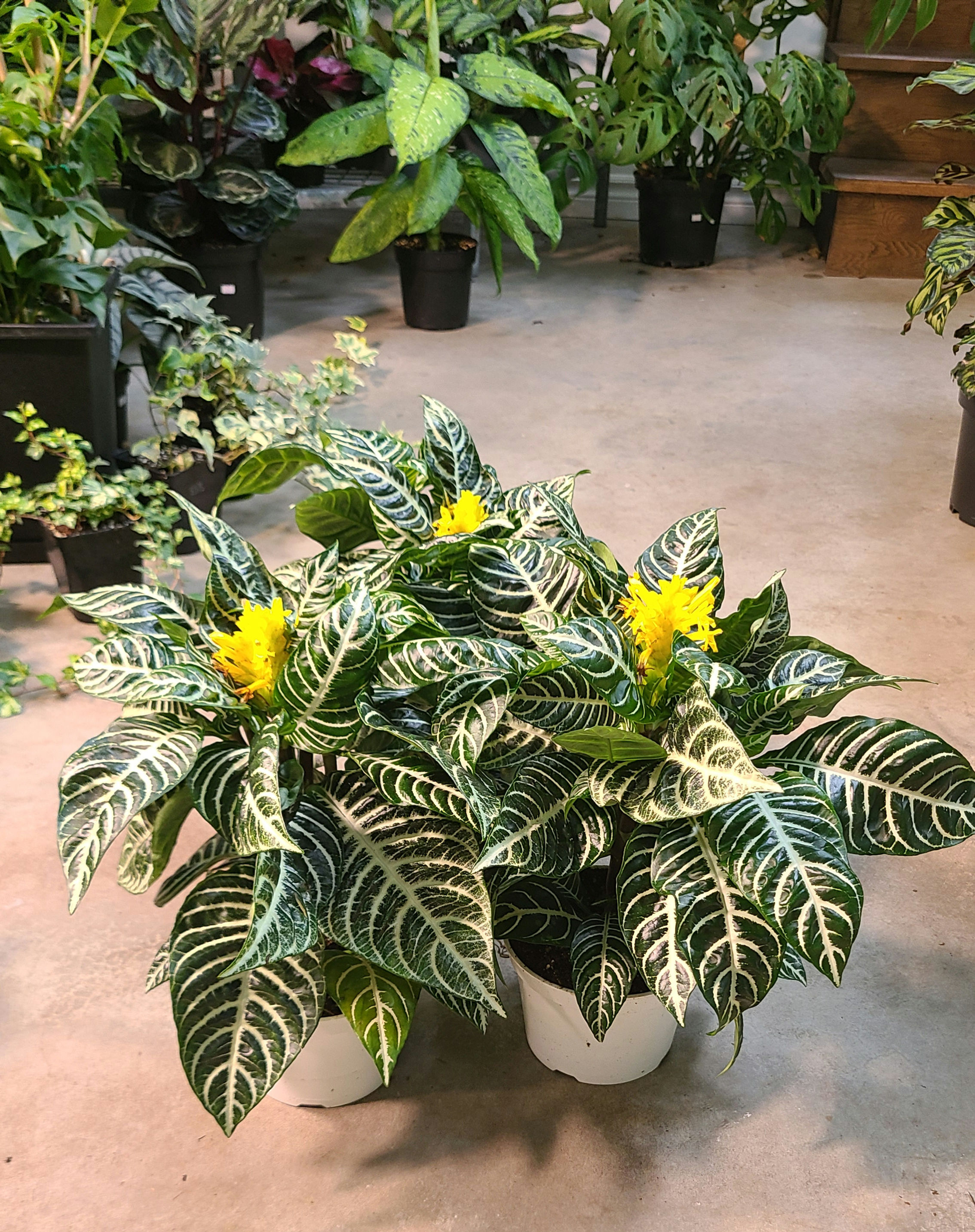 Aphelandra zebra 
