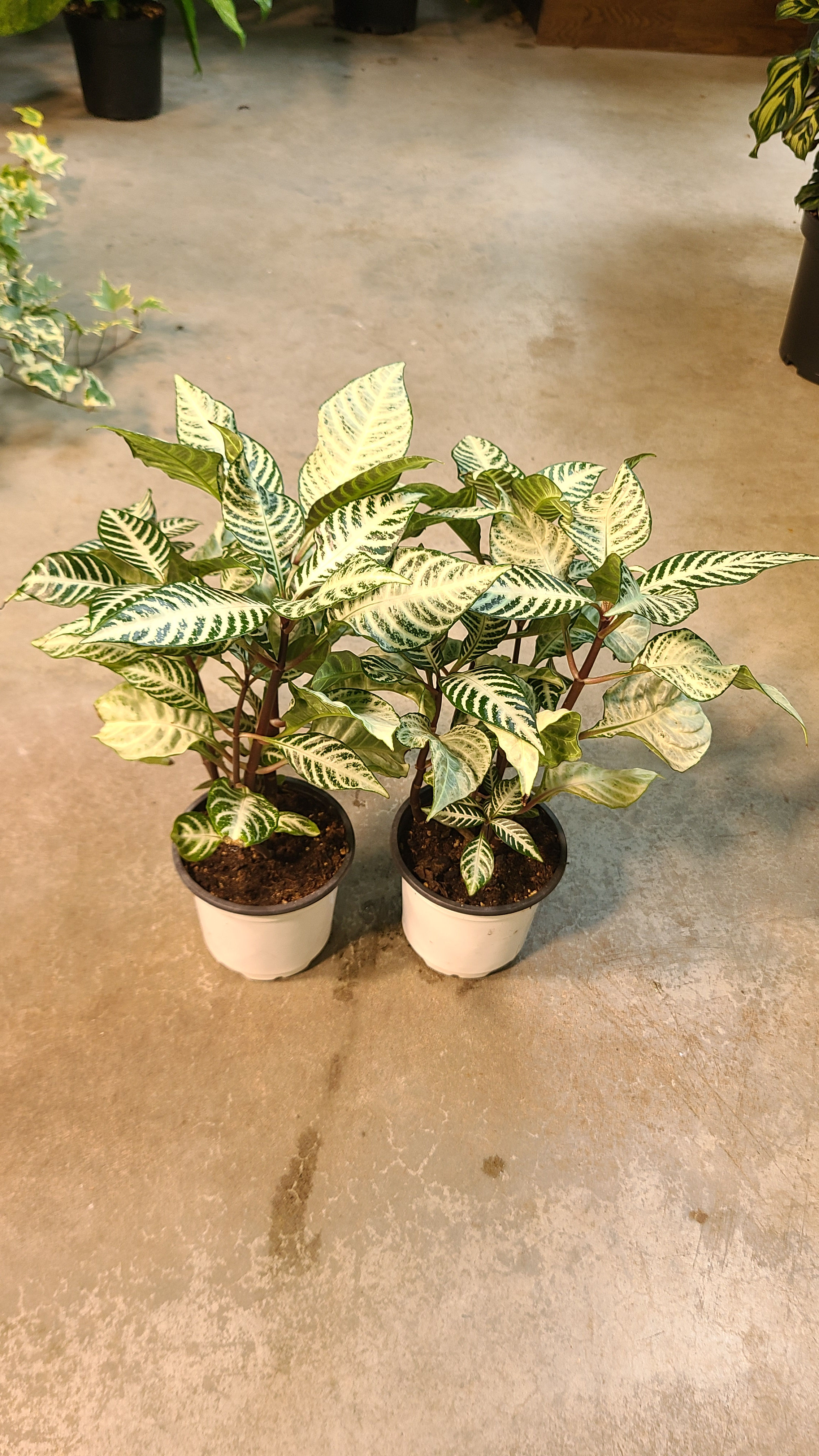 Aphelandra zebra snow flake
