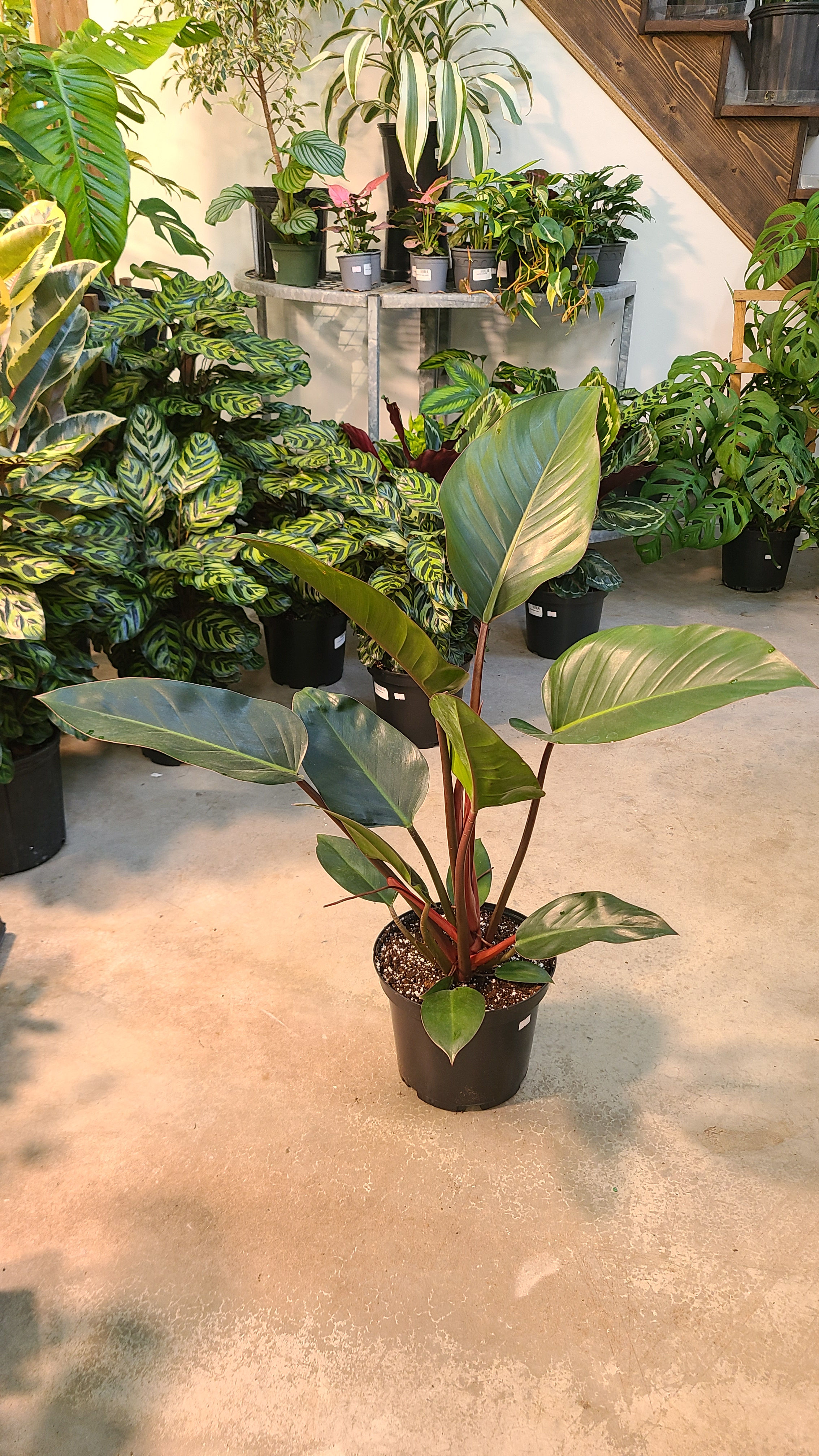 Philodendron Red Congo
