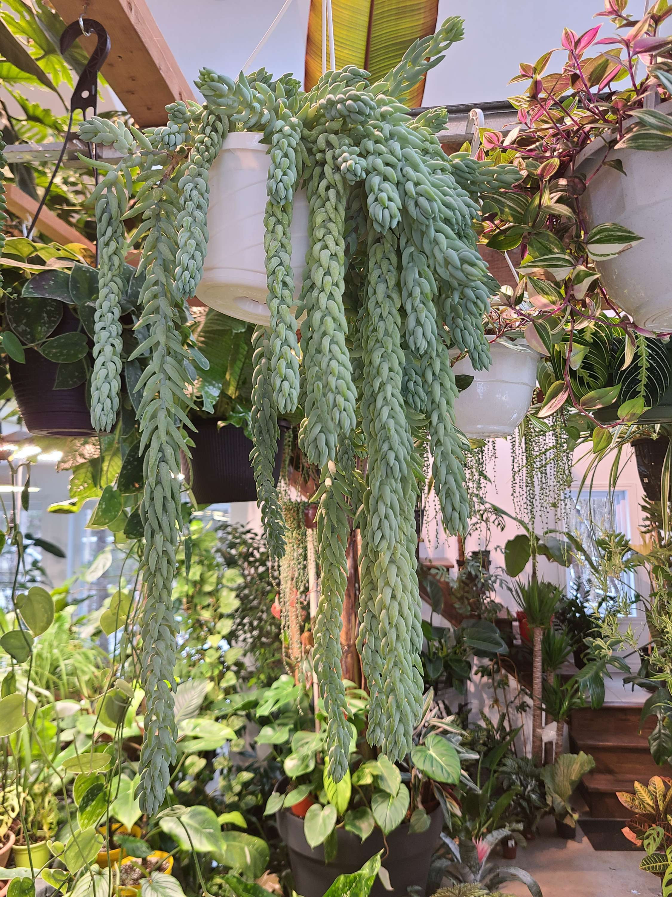 Sedum Morganium (Queue d'âne)